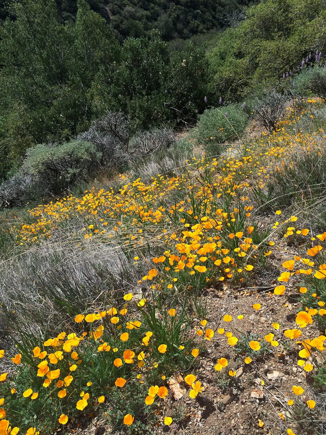 Figeuroa Mtn, California poppy