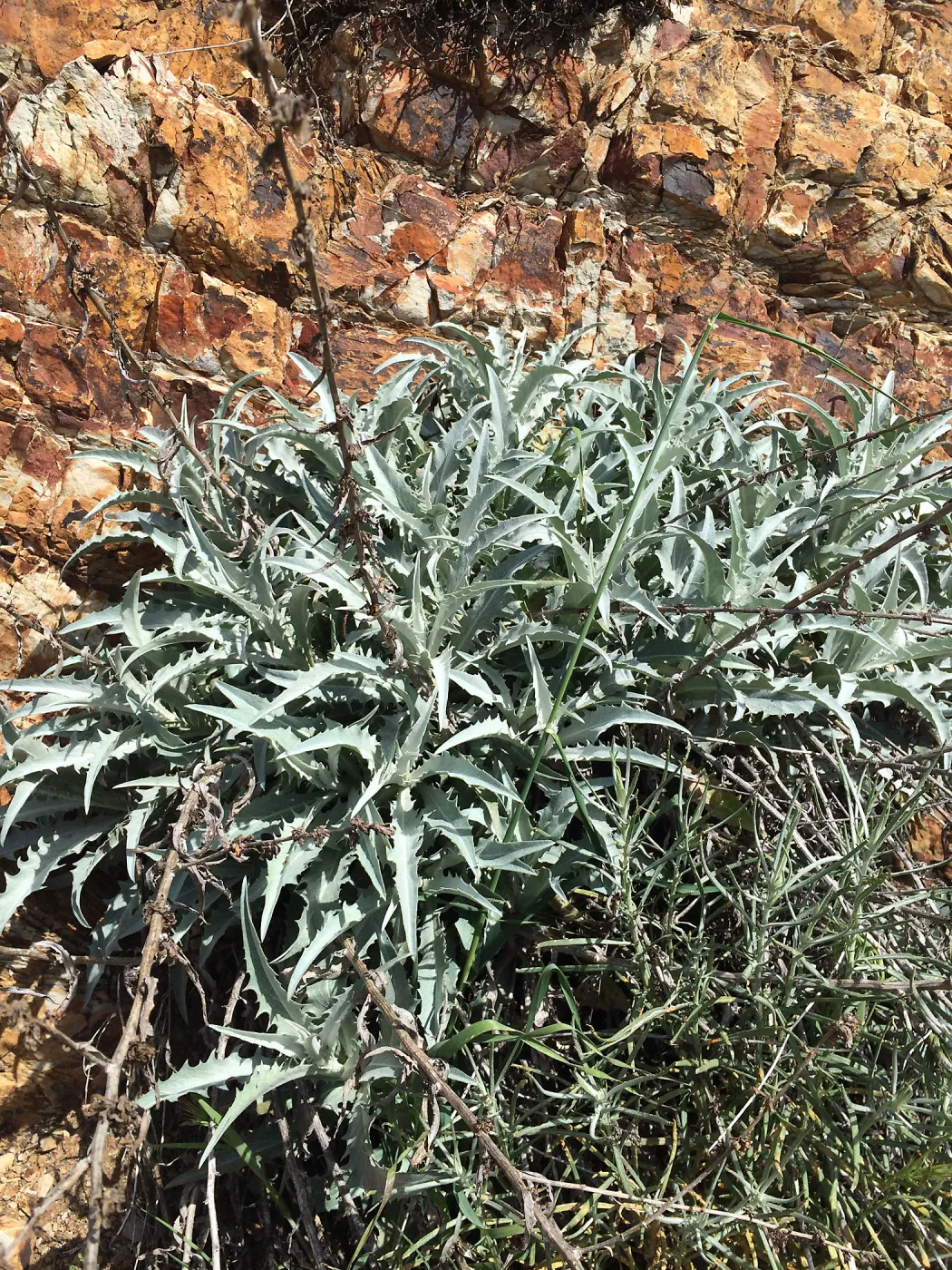 Figeuroa Mtn, Stephanomeria cichoriacea