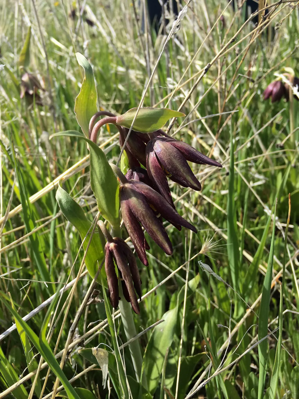 Figeuroa Mtn , Fritillaria biflora , chocolate lily