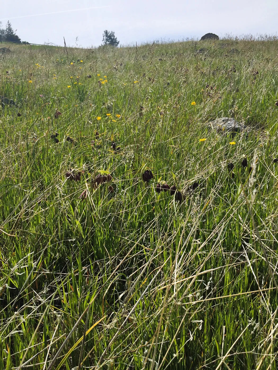 Figeuroa Mtn, Fritillaria biflora, chocolate lily