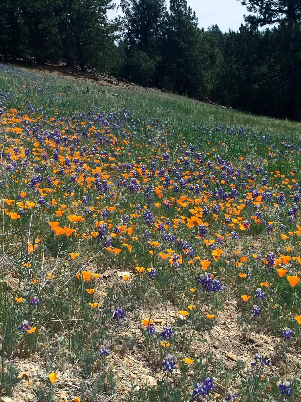Figeuroa Mtn, Lupinus bicolor and California poppy