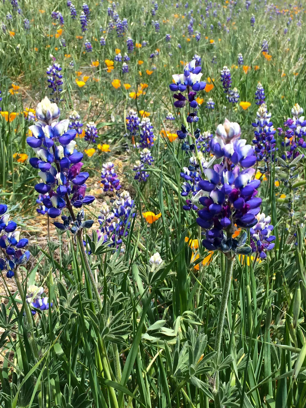 Figeuroa Mtn, Lupinus bicolor and California poppy