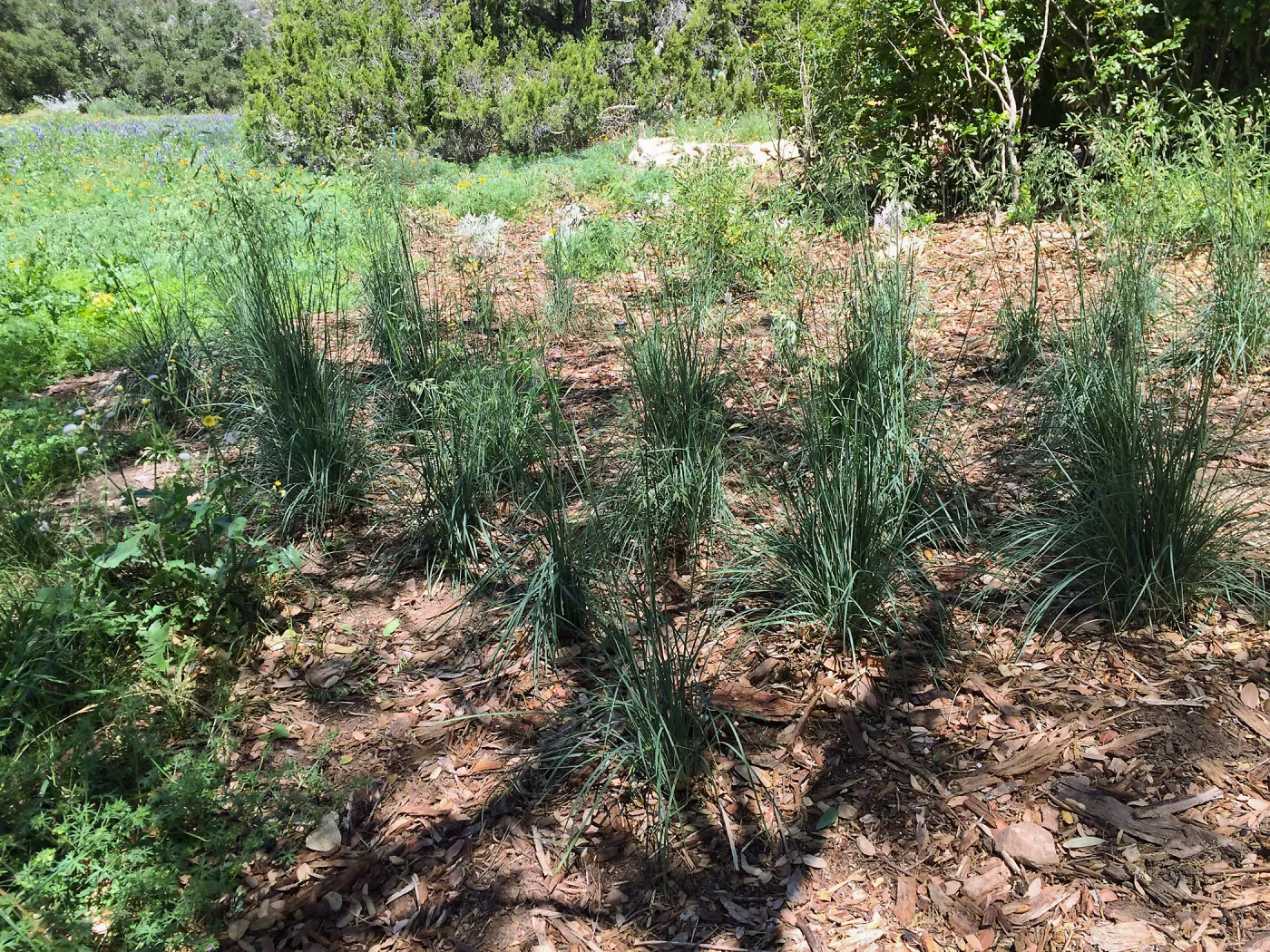 Festuca californica in Meadow border