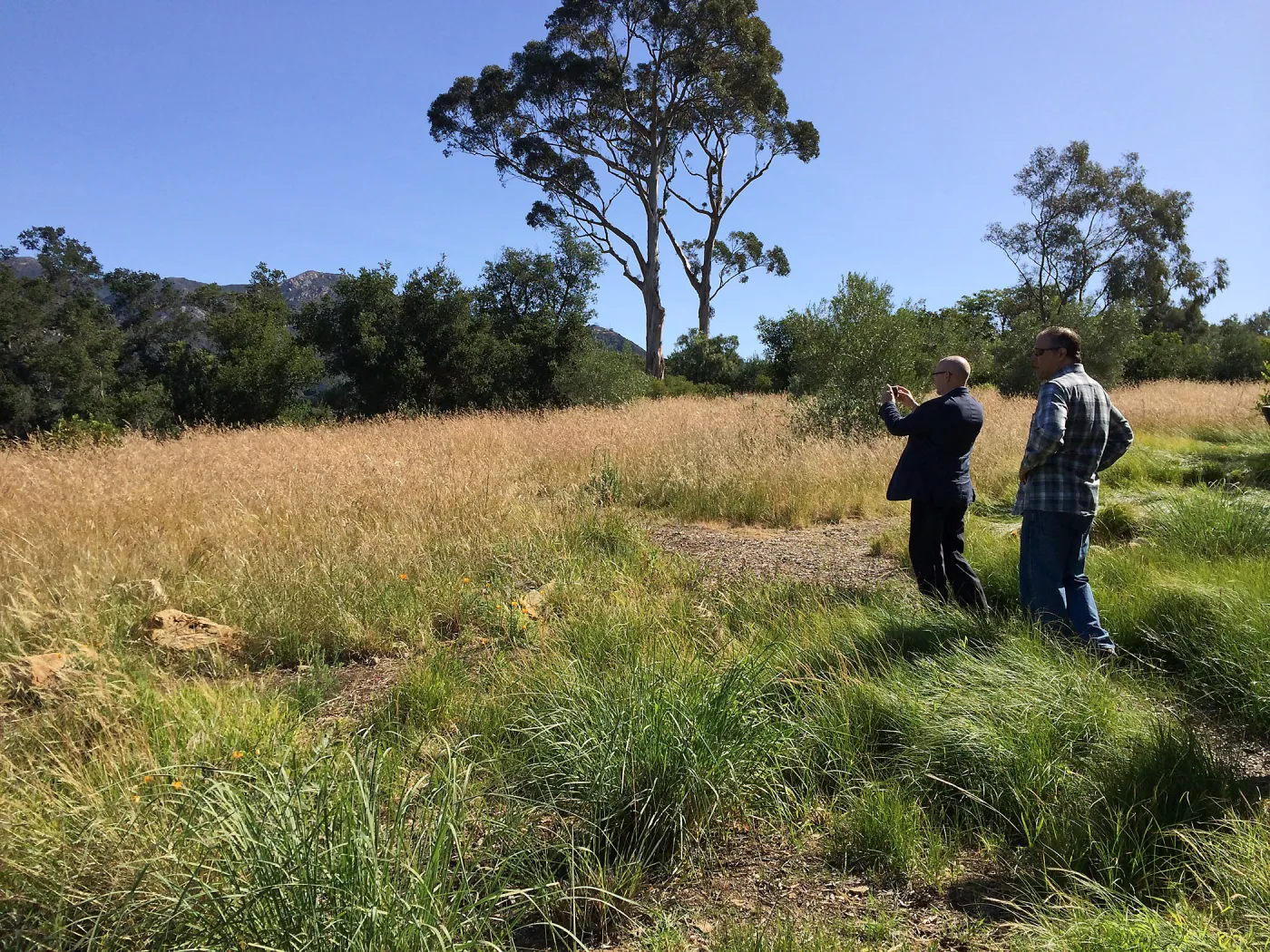 Nassella meadow at the Stepian garden