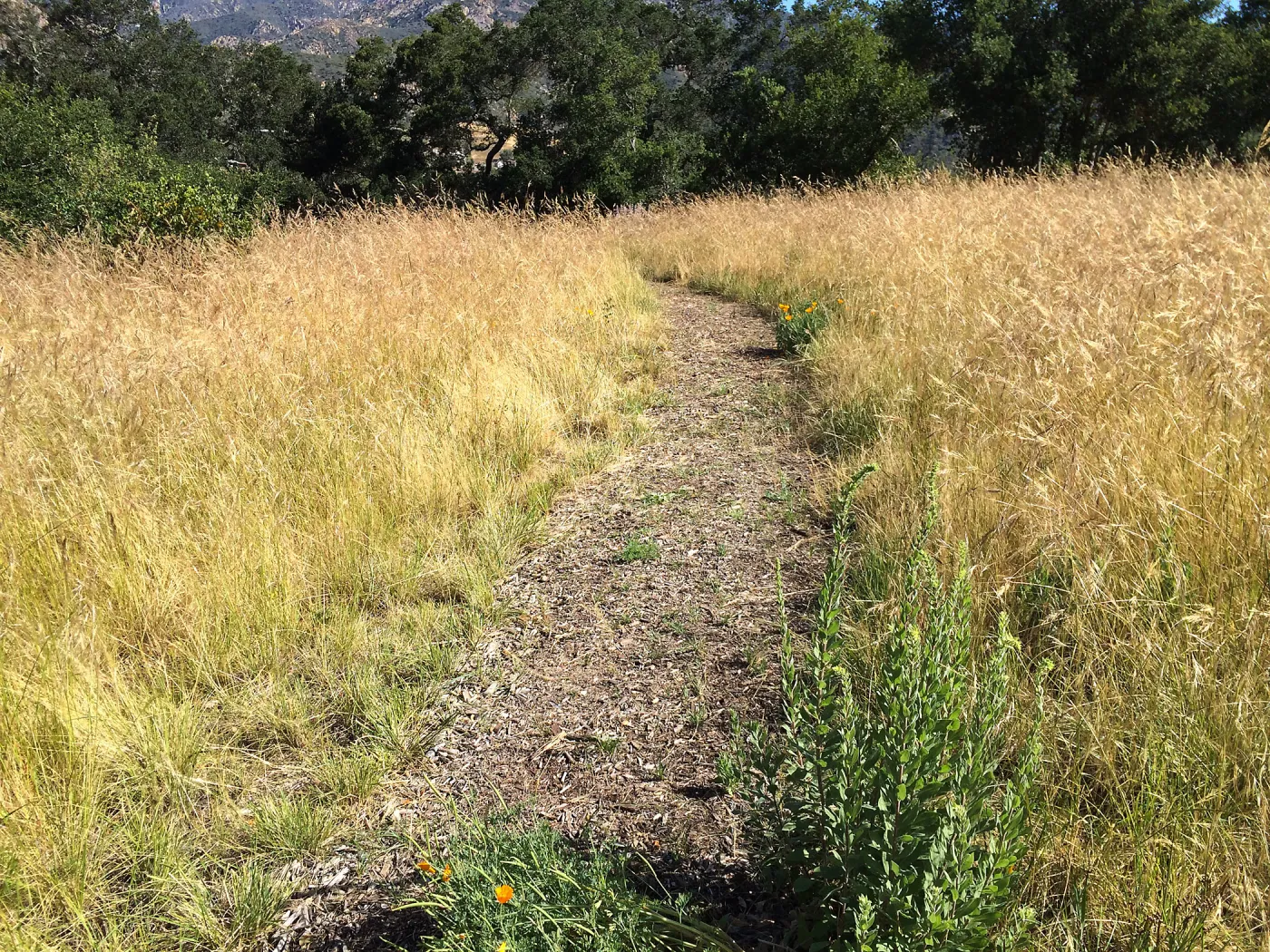 Nasella meadow at the Stepian garden