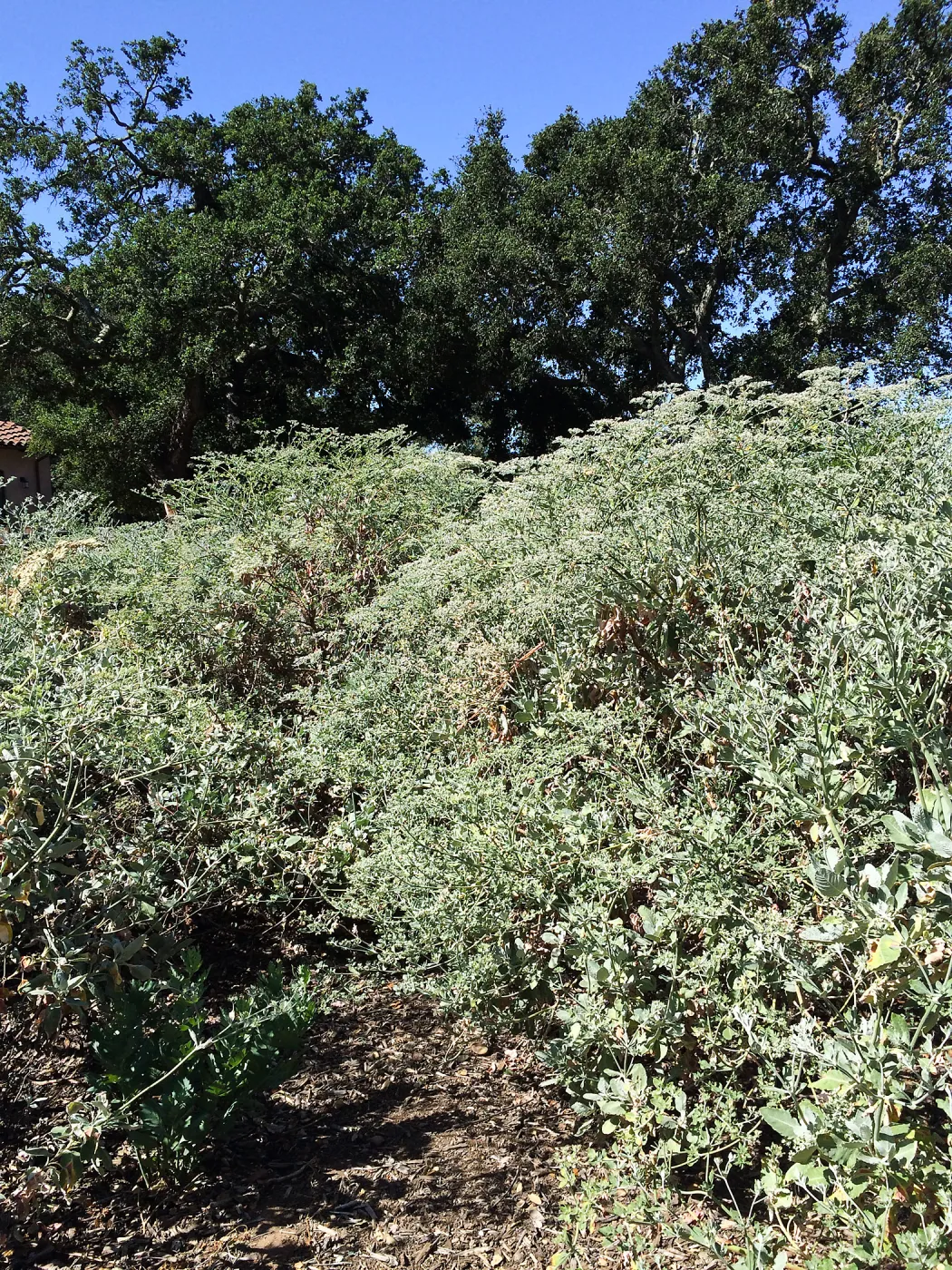 Eriogonum giganteum at Stepian garden