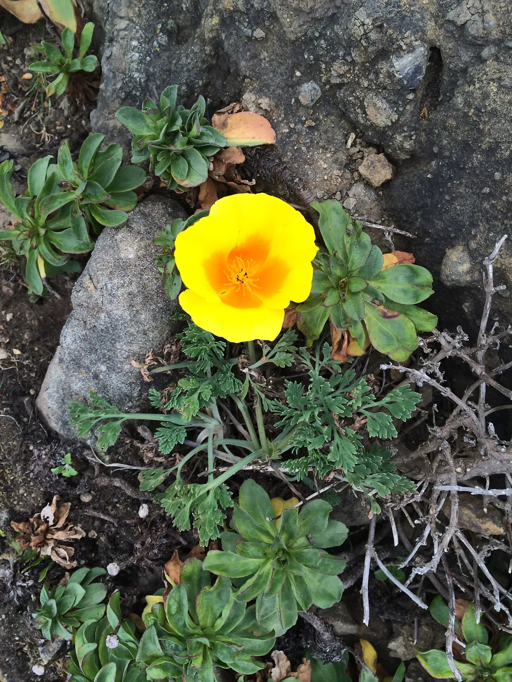 Eschscholzia californica