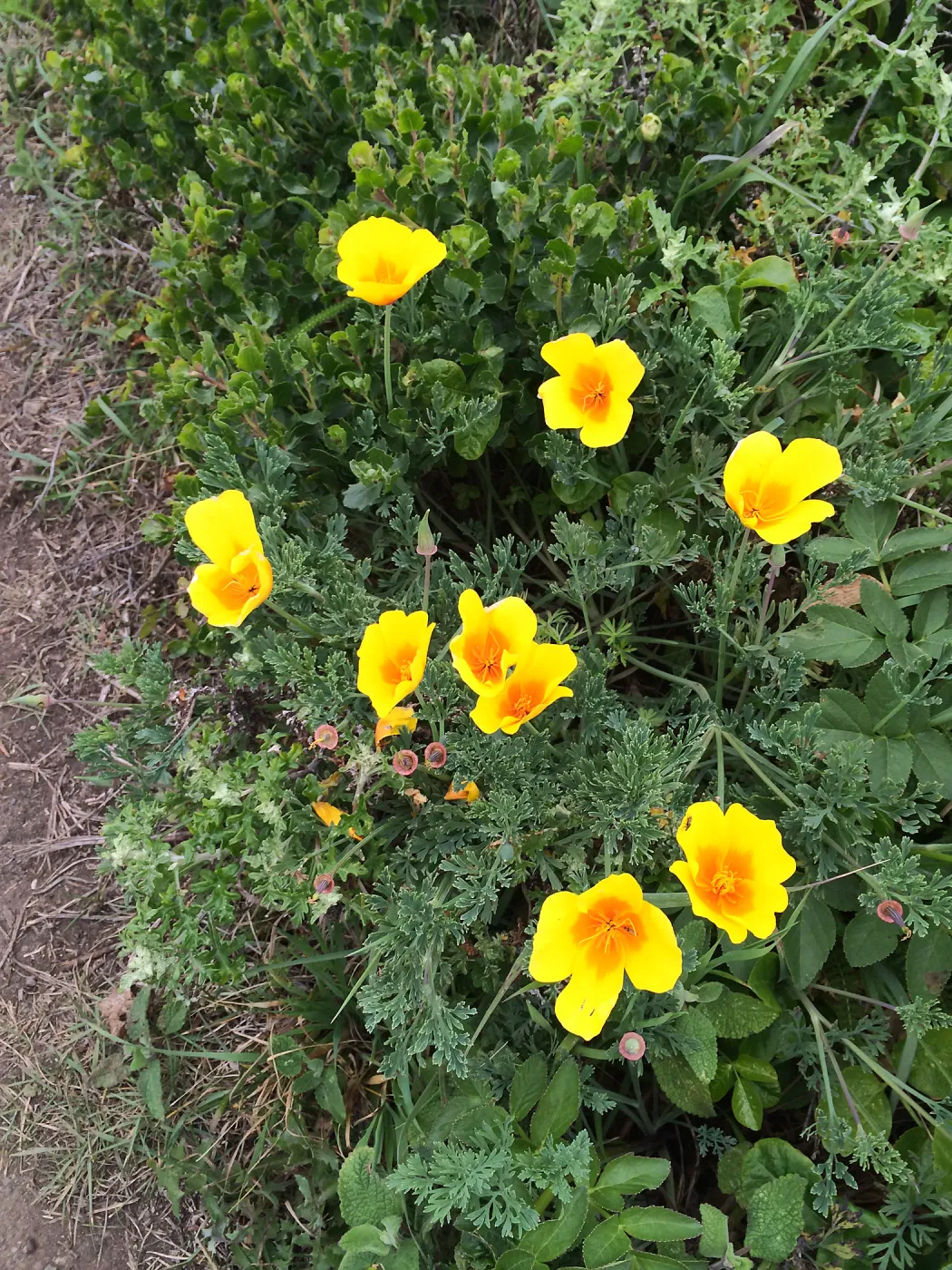 Eschscholzia californica
