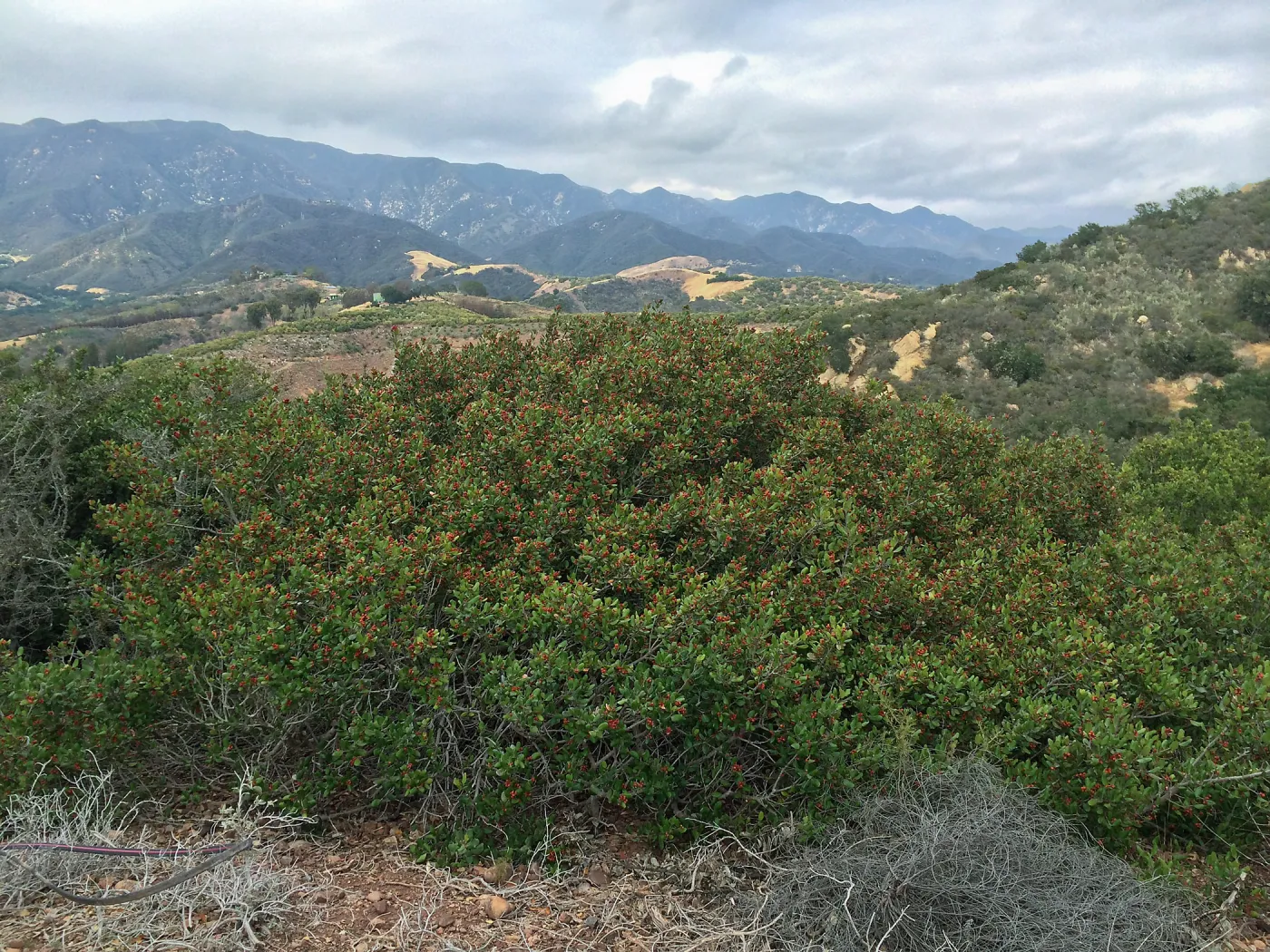 Hay Hill, Rhus integrifolia, Lemonade Berry