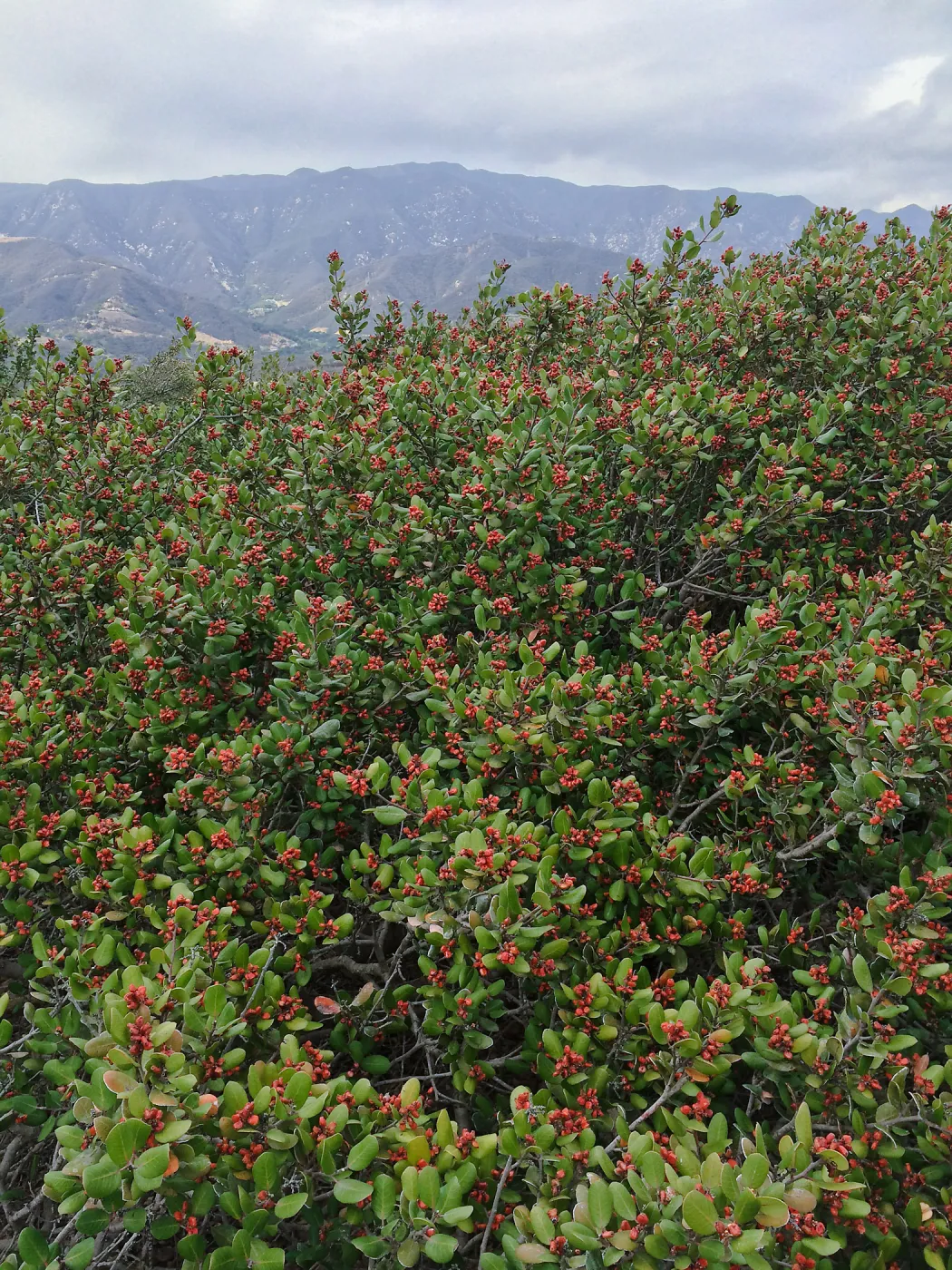 Hay Hill, Rhus integrifolia, Lemonade Berry