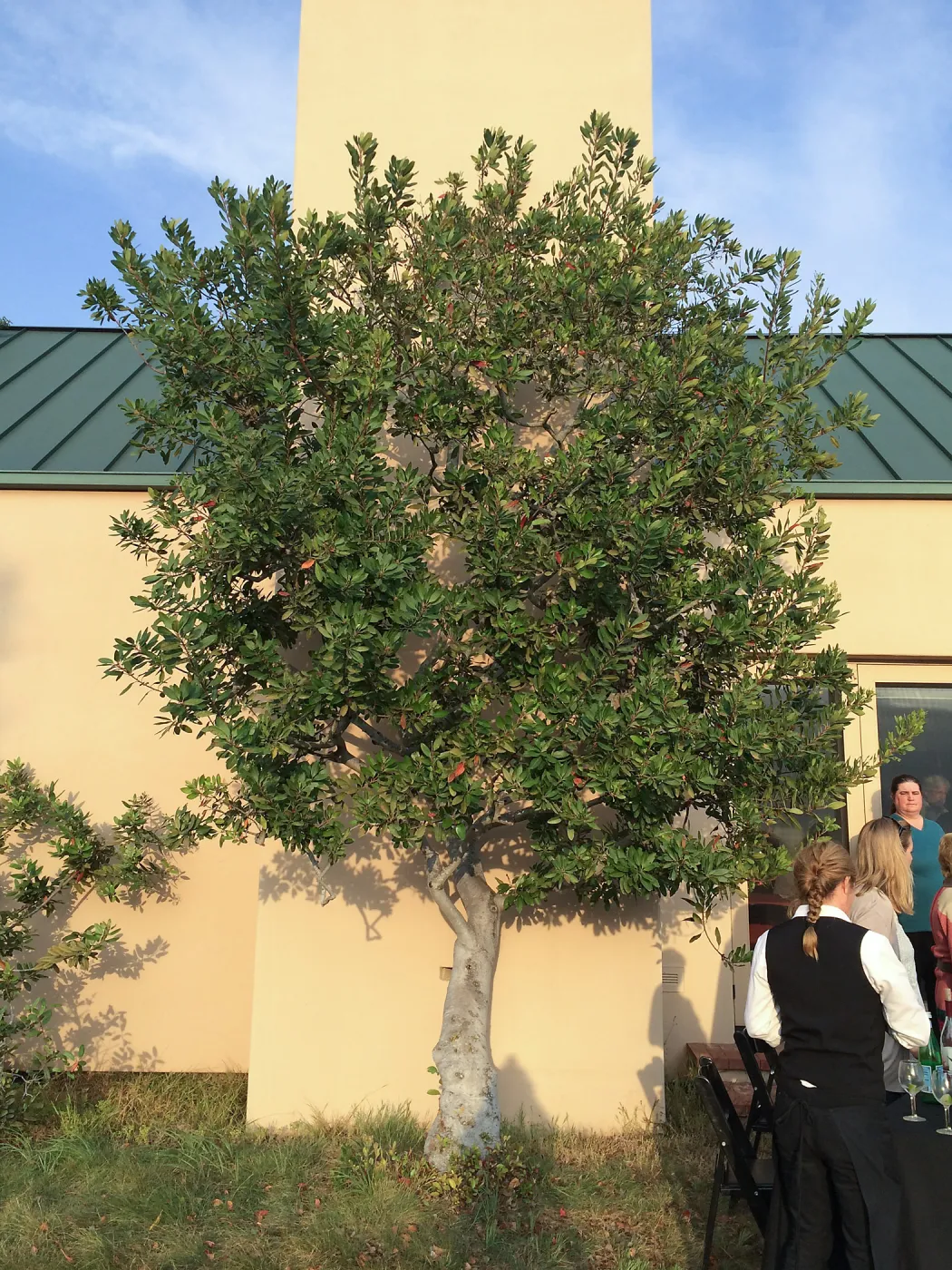 Hay Hill, Heteromeles arbutifolia, Toyon