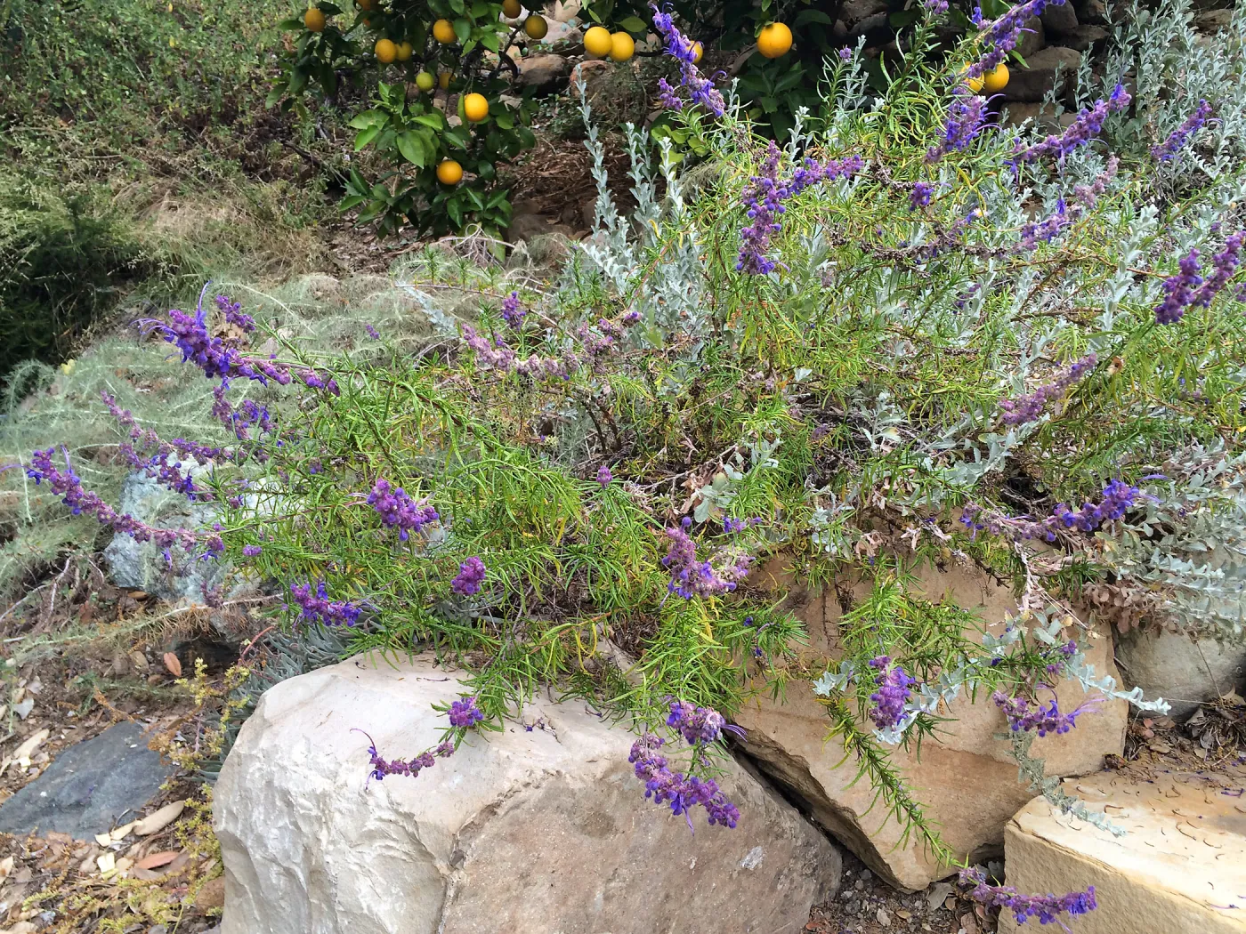 Peter Schuyler garden, Trichostema lanatum