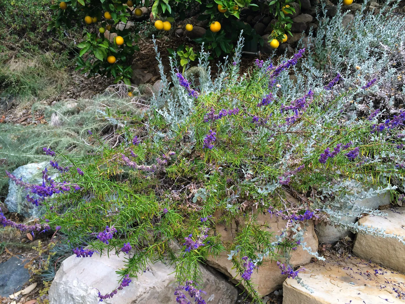 Peter Schuyler garden, Trichostema lanatum