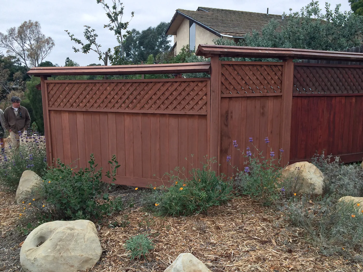 Peter Schuyler garden, Arctostaphylos, Salvia (Sage), Poppies