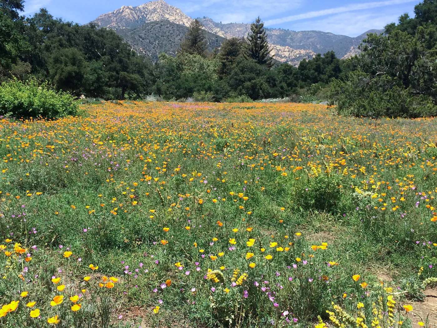 SBBG Meadow with La Cumbre Peak in background. Poppies, Achillea (yarrow)