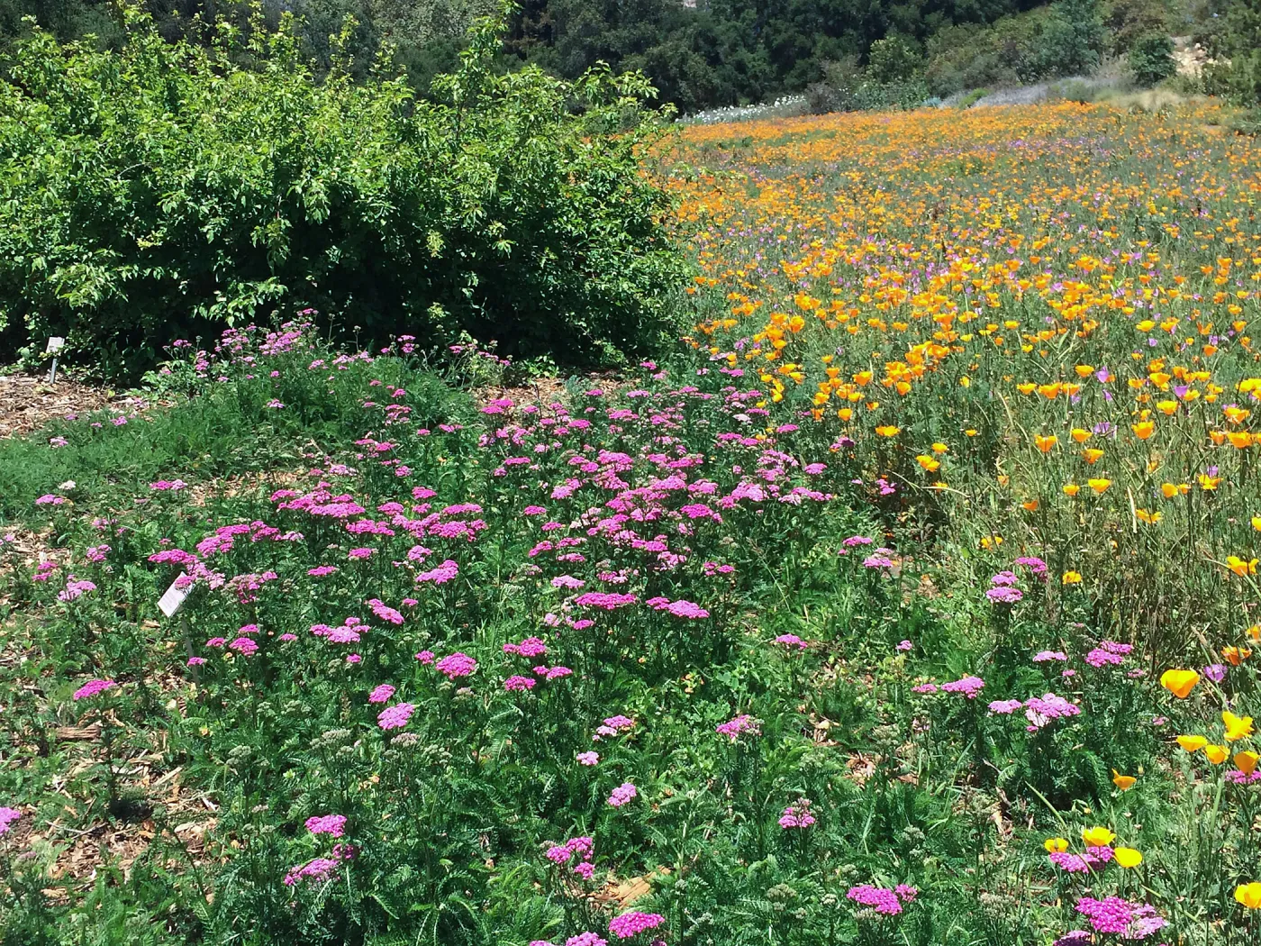 SBBG Meadows, Poppies, Clarkia, Achillea