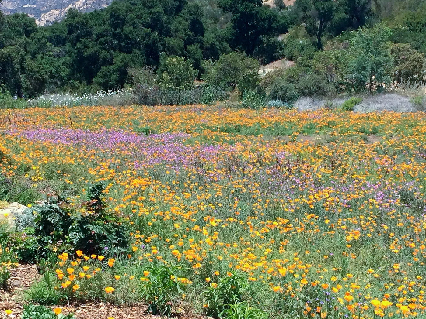 Meadow with Poppies, Clarkia