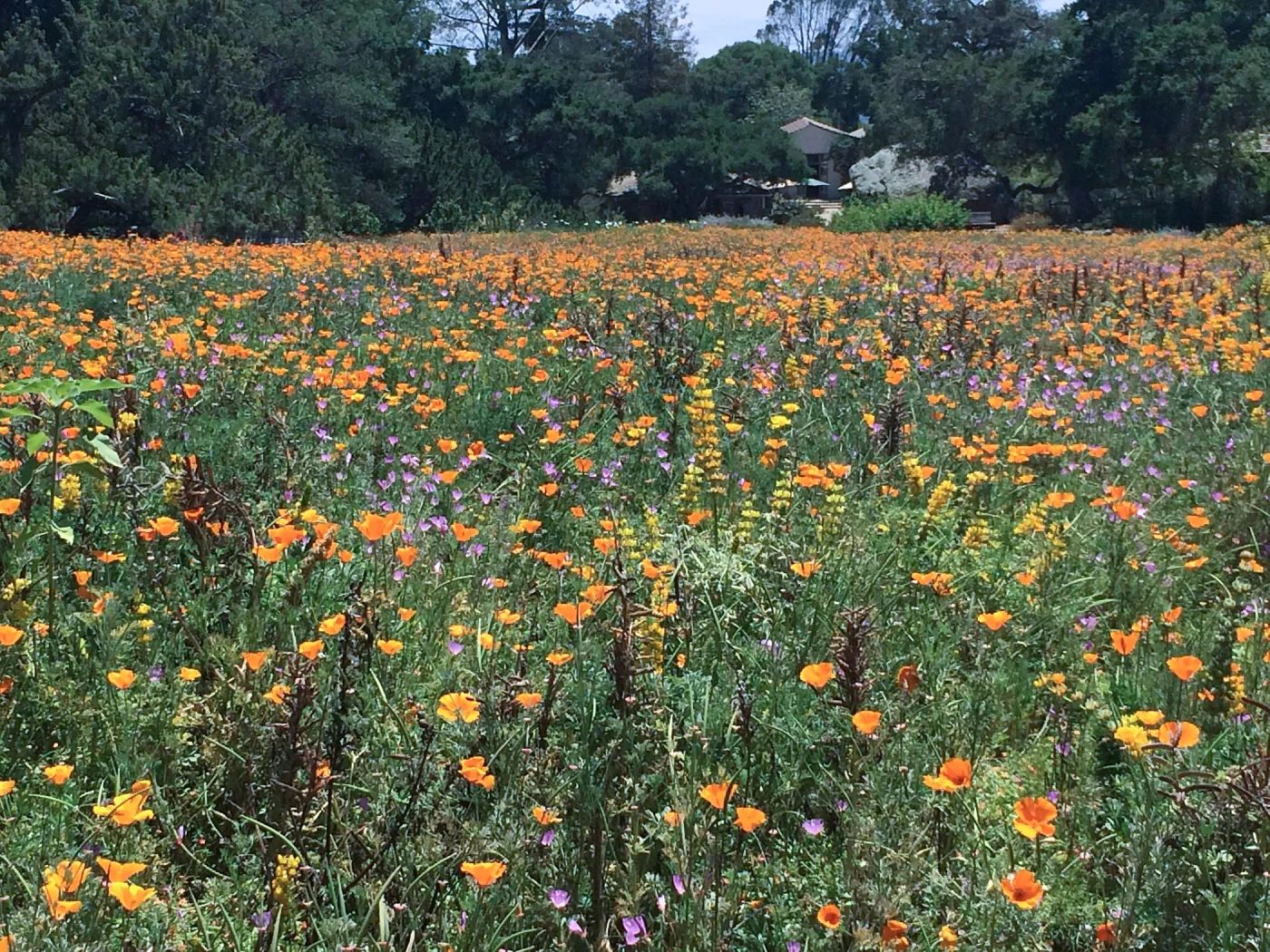 Meadow looking towards Gift Shop, Poppies, Clarkia and Yellow Lupine