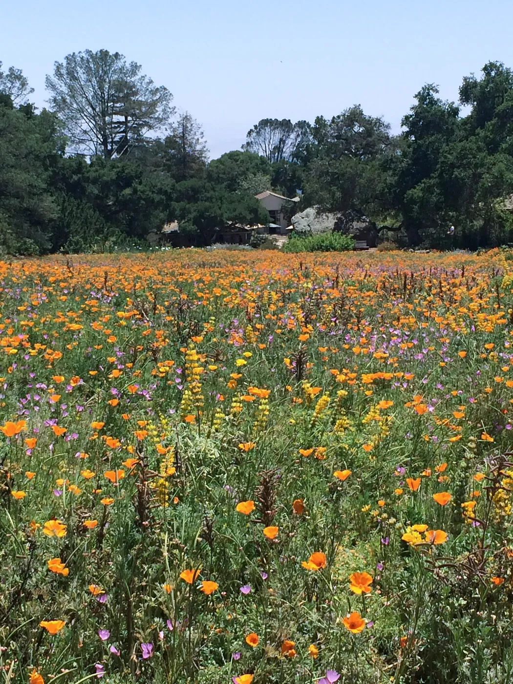 Meadow looking towards Gift Shop, Poppies, Clarkia and Yellow Lupine
