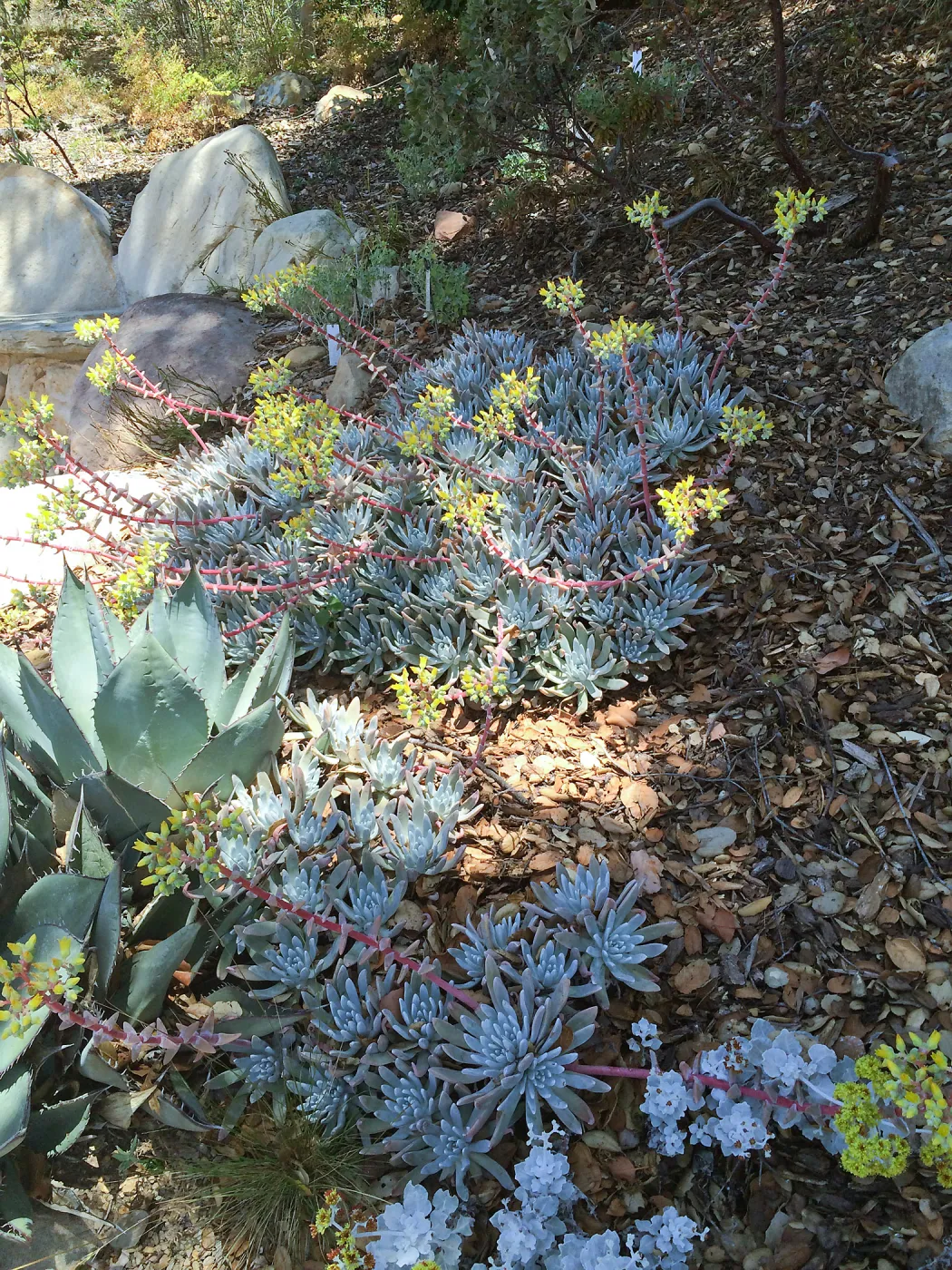 Dudleya (liveforevers) and Agave (Century plant)