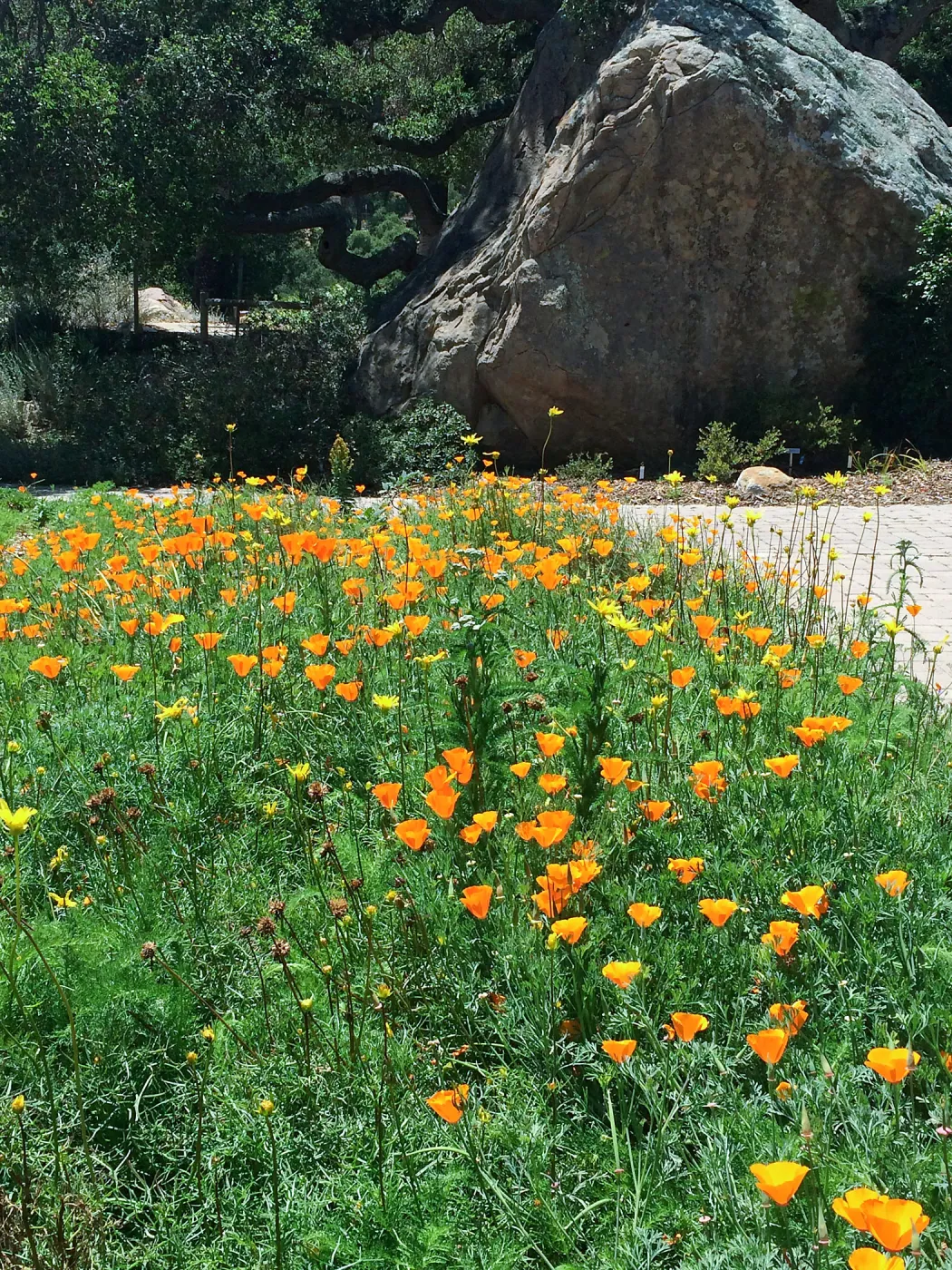 Meadow; Poppies, Clarkia, looking at Blakesly Boulder