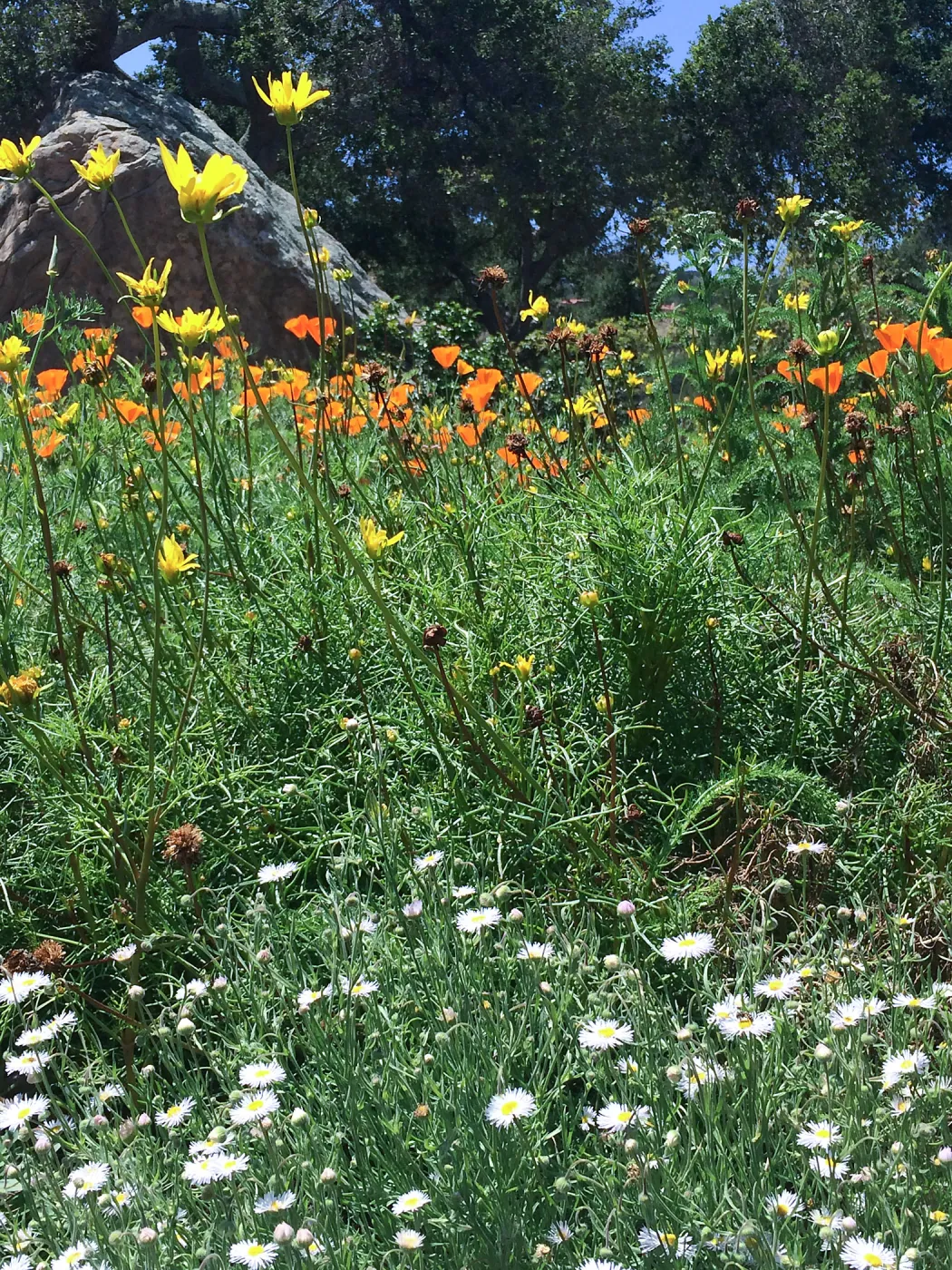 Meadow; Poppies, Clarkia