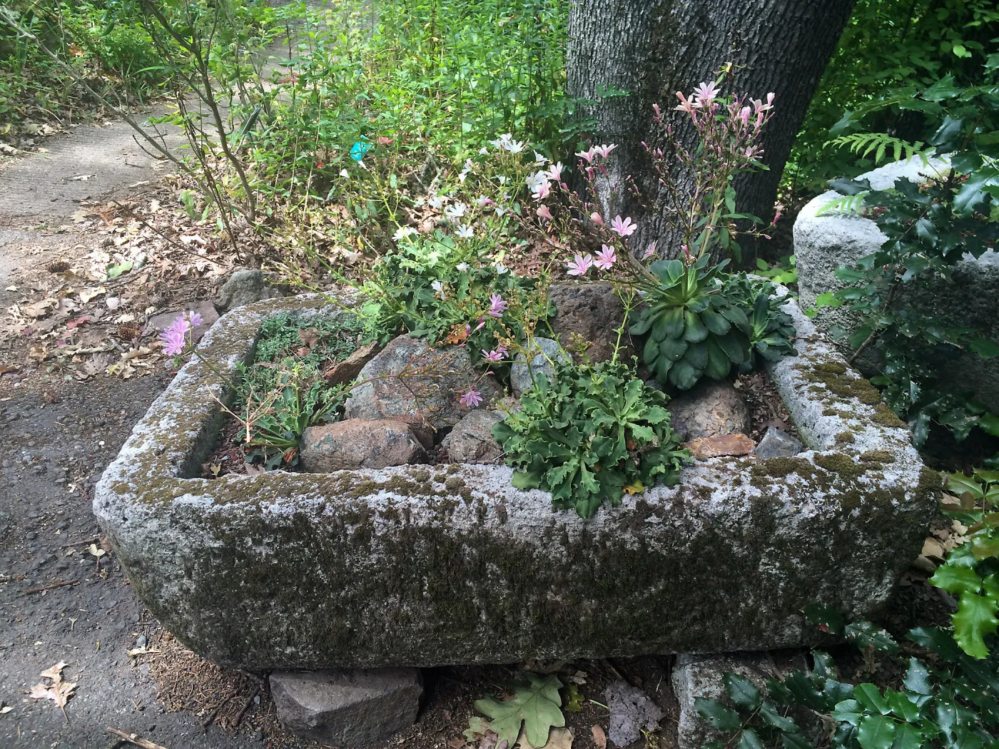 Tilden Regional Parks Botanic Garden trough gardens