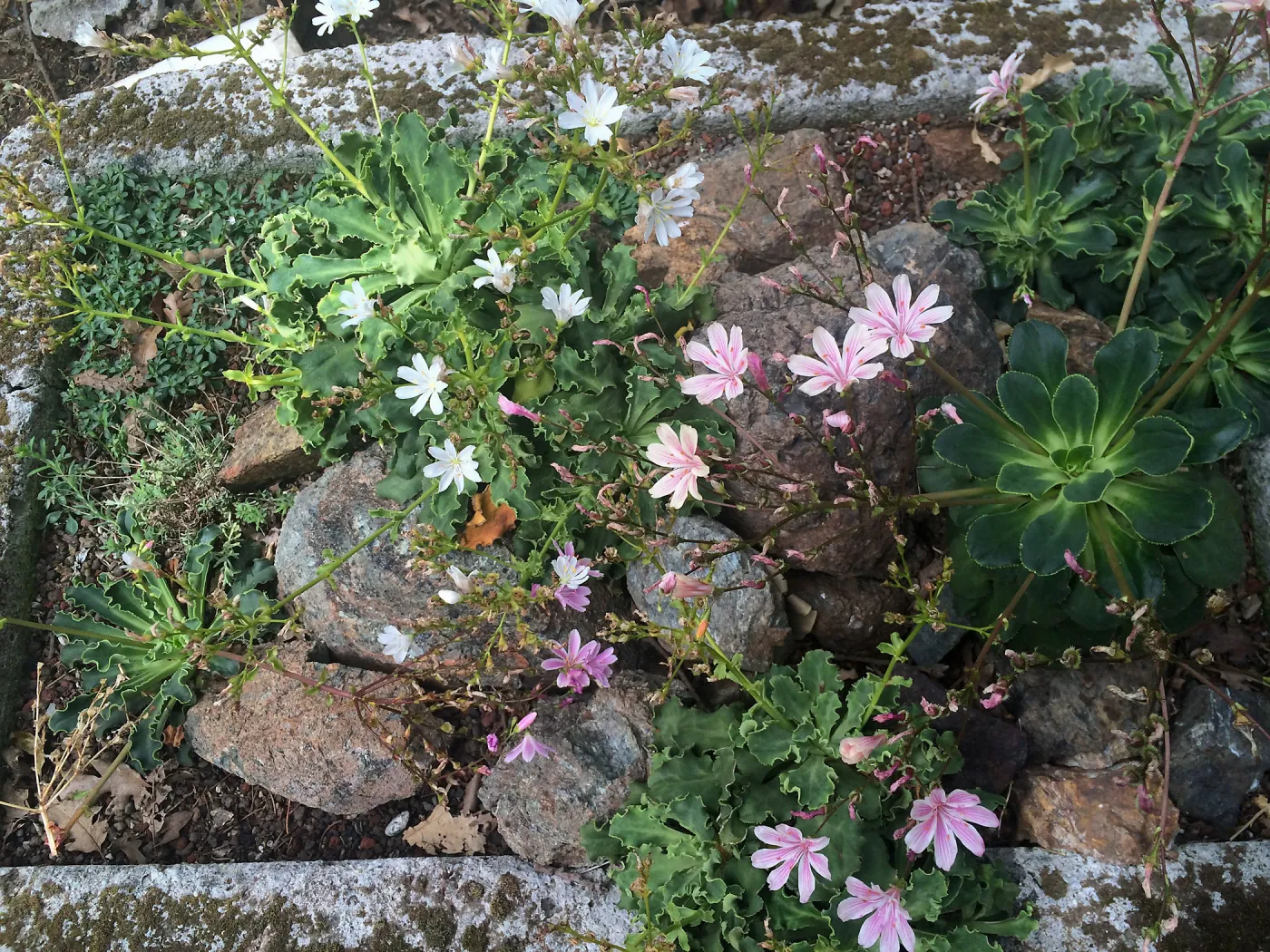 Tilden Regional Parks Botanic Garden trough gardens