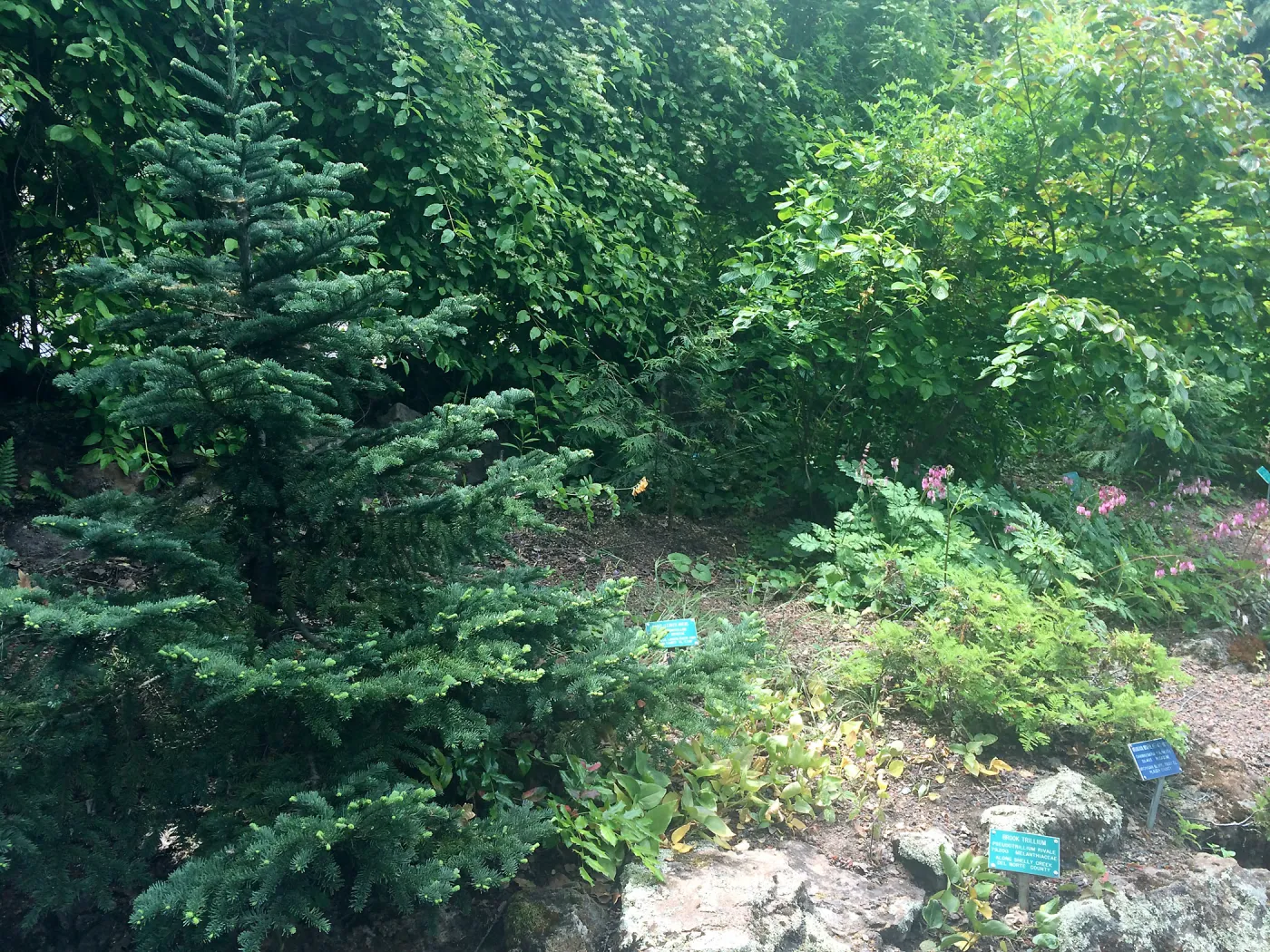 Tilden Regional Parks Botanic Garden