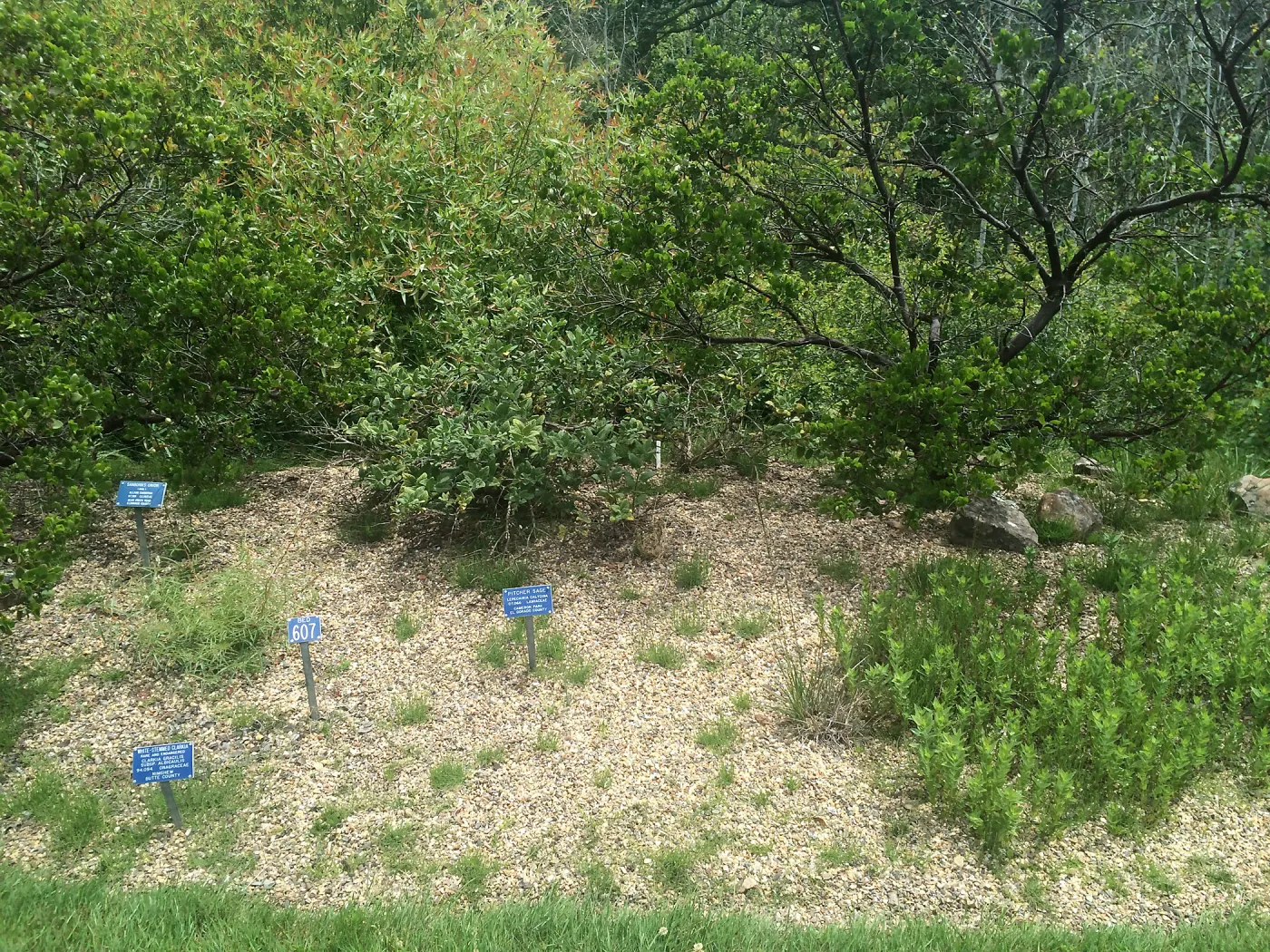 Tilden Regional Parks Botanic Garden