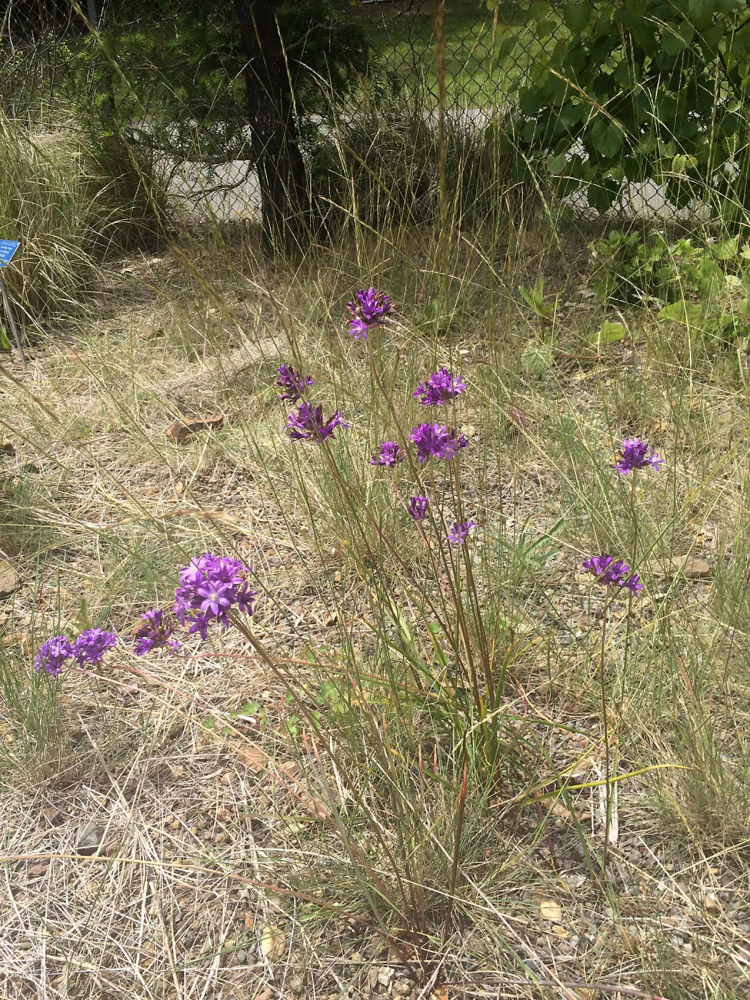 Tilden Regional Parks Botanic Garden