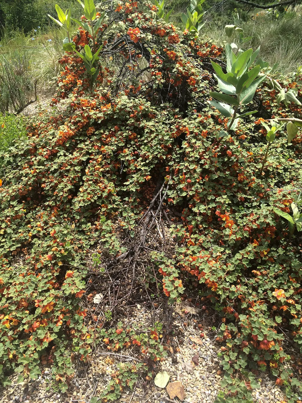 Fremontodendron decumbens, Tilden Regional Parks Botanic Garden