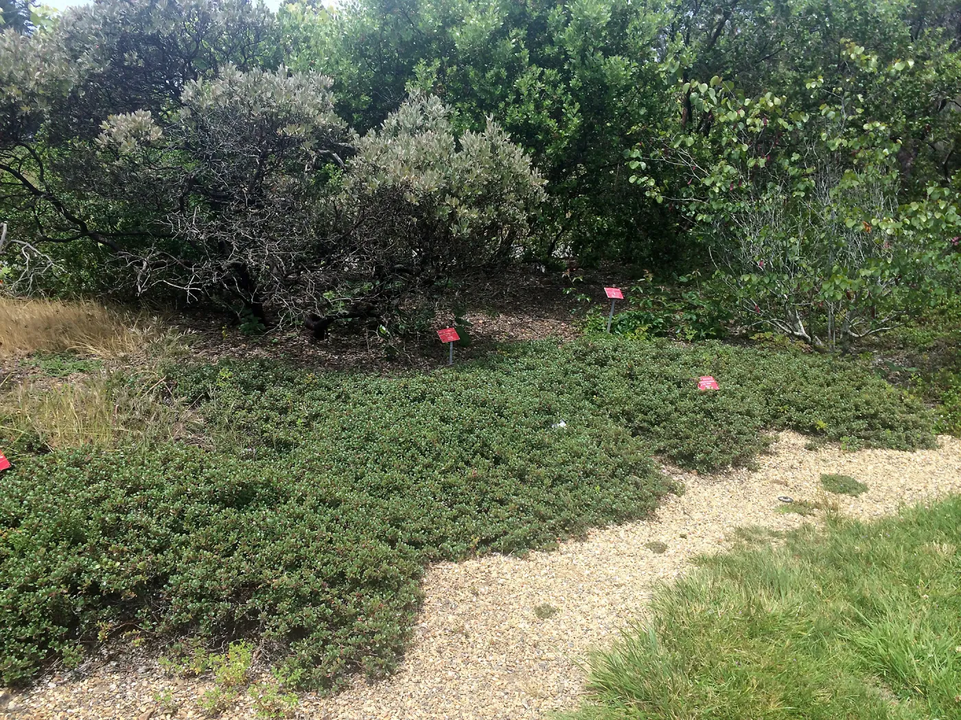 Manzanita groundcover, Tilden Regional Parks Botanic Garden