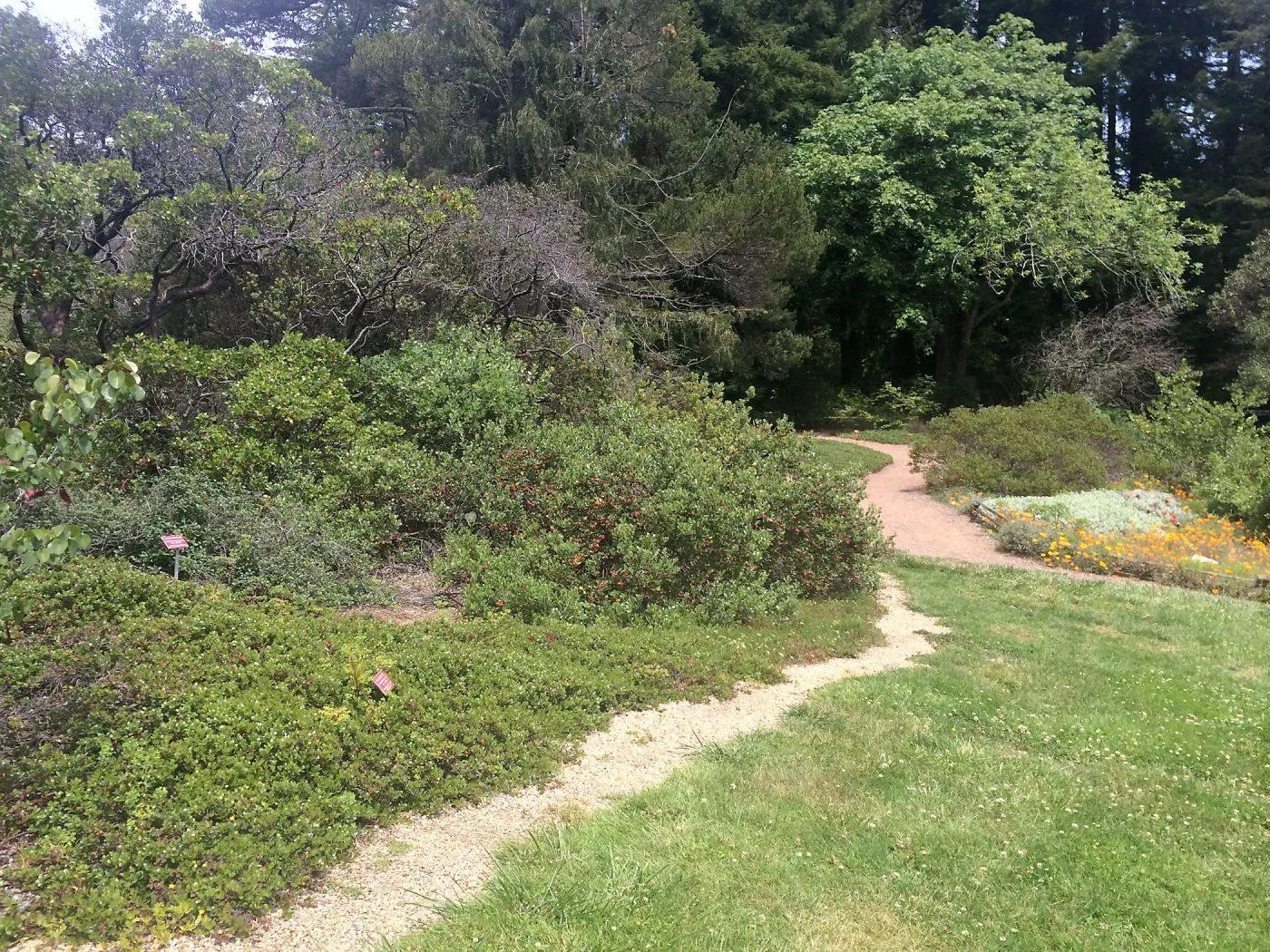 Manzanita groundcover, Tilden Regional Parks Botanic Garden