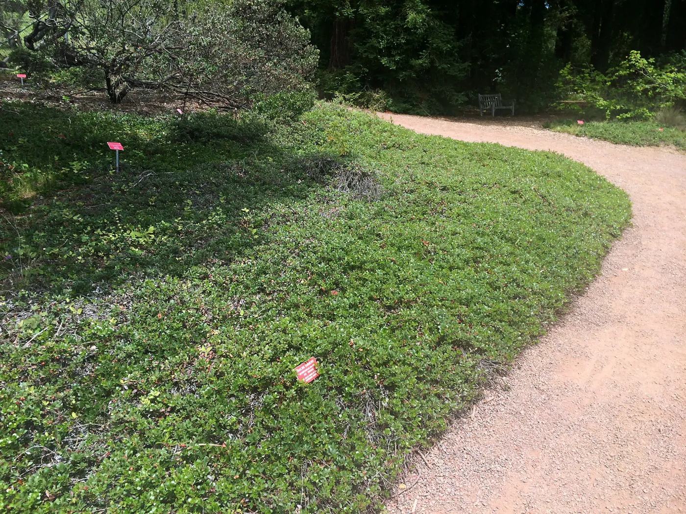 Arctostapylos uva-ursi, Tilden Regional Parks Botanic Garden
