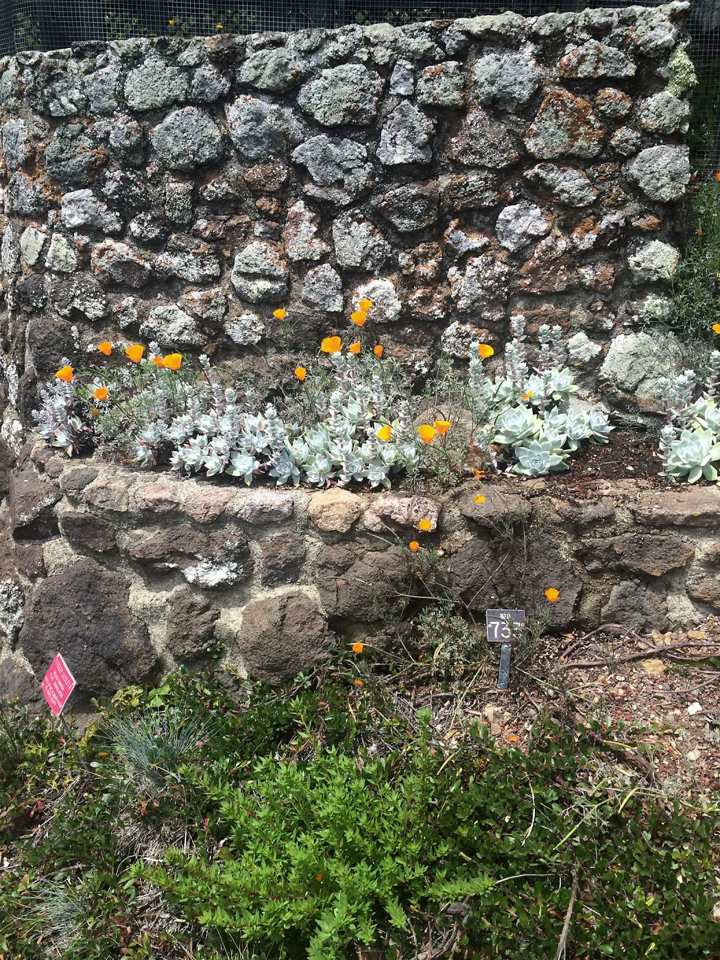 Dudleya farinosa, Tilden Regional Parks Botanic Garden