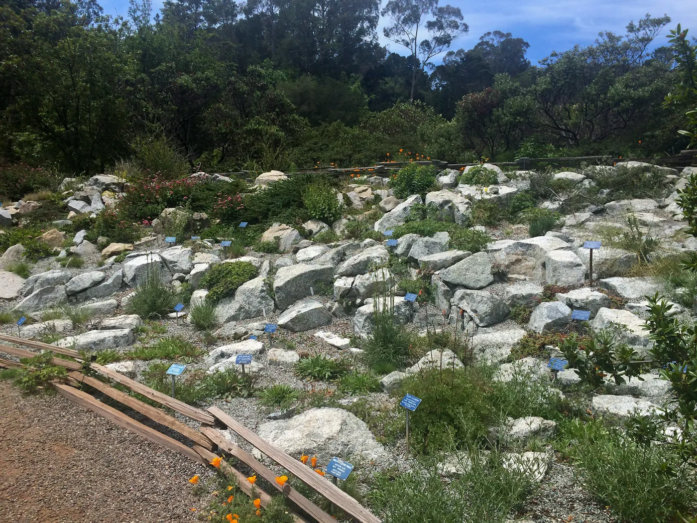 Alpine rock garden, Tilden Regional Parks Botanic Garden