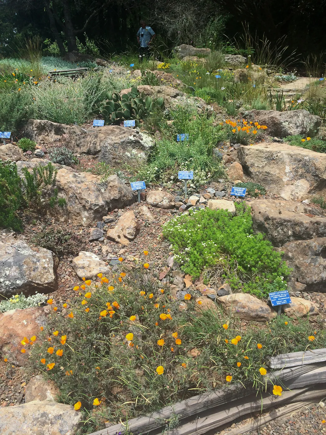 Rock garden, Tilden Regional Parks Botanic Garden