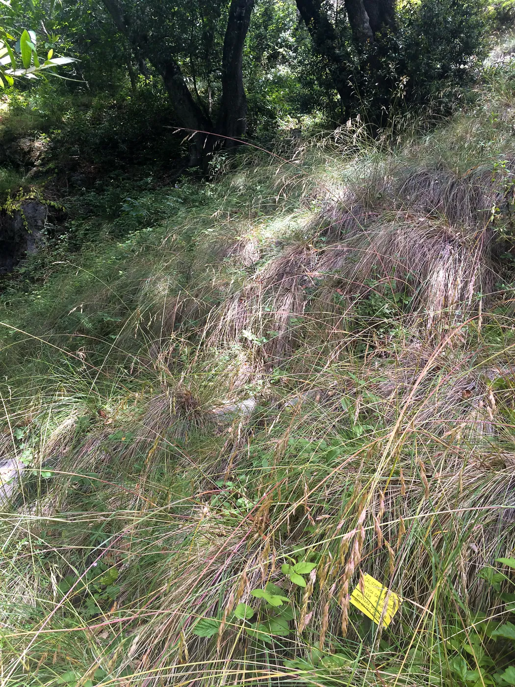 Festuca californica, Tilden Regional Parks Botanic Garden