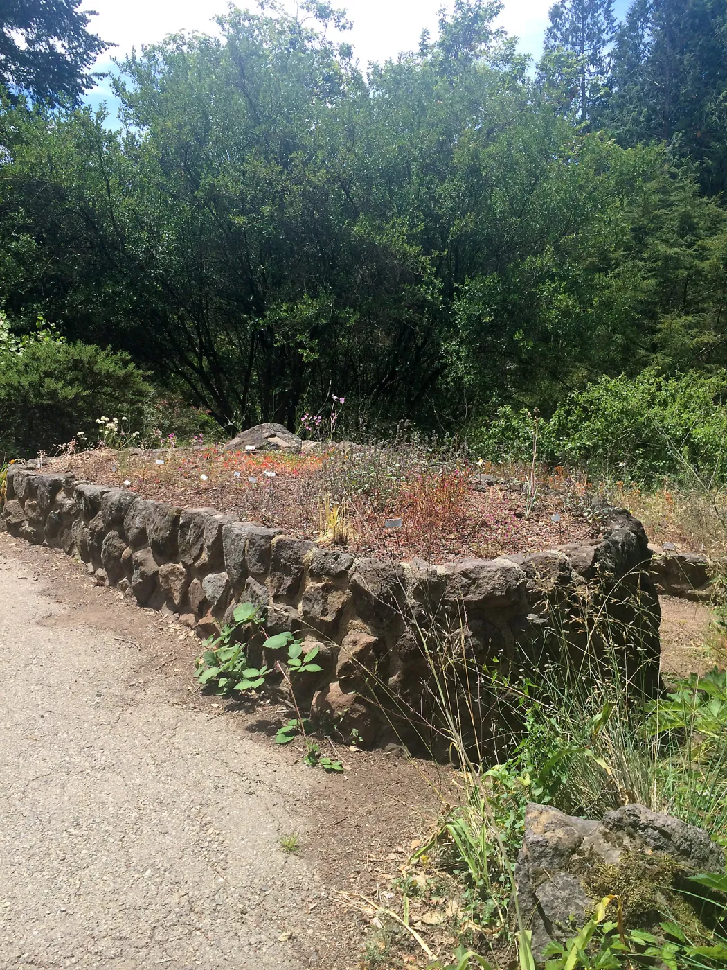 Bulb bed at Tilden Regional Parks Botanic Garden