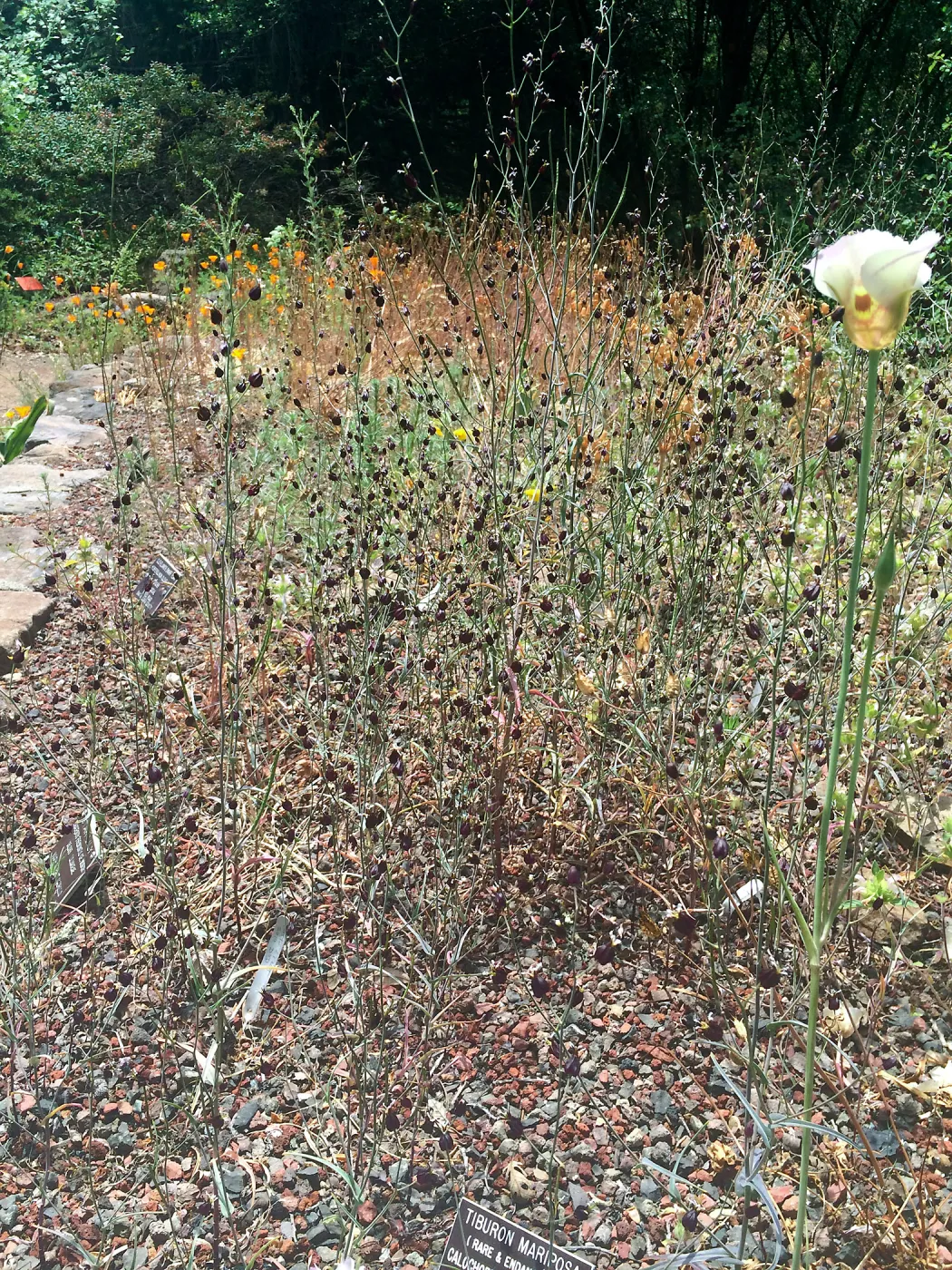 Bulb bed at Tilden Regional Parks Botanic Garden