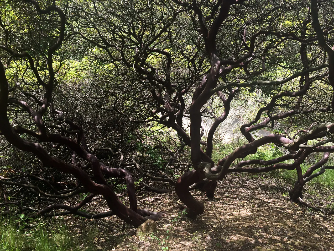 Arctostaphylos (Manzanita) at Tilden Regional Parks Botanic Garden