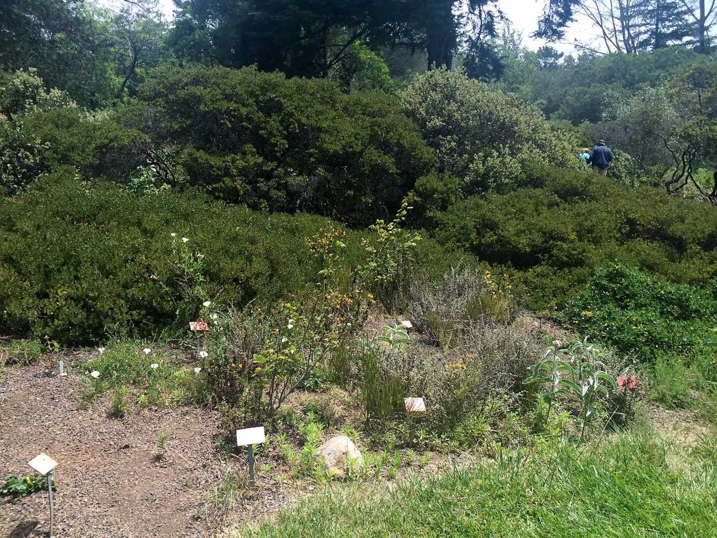 Tilden Regional Parks Botanic Garden
