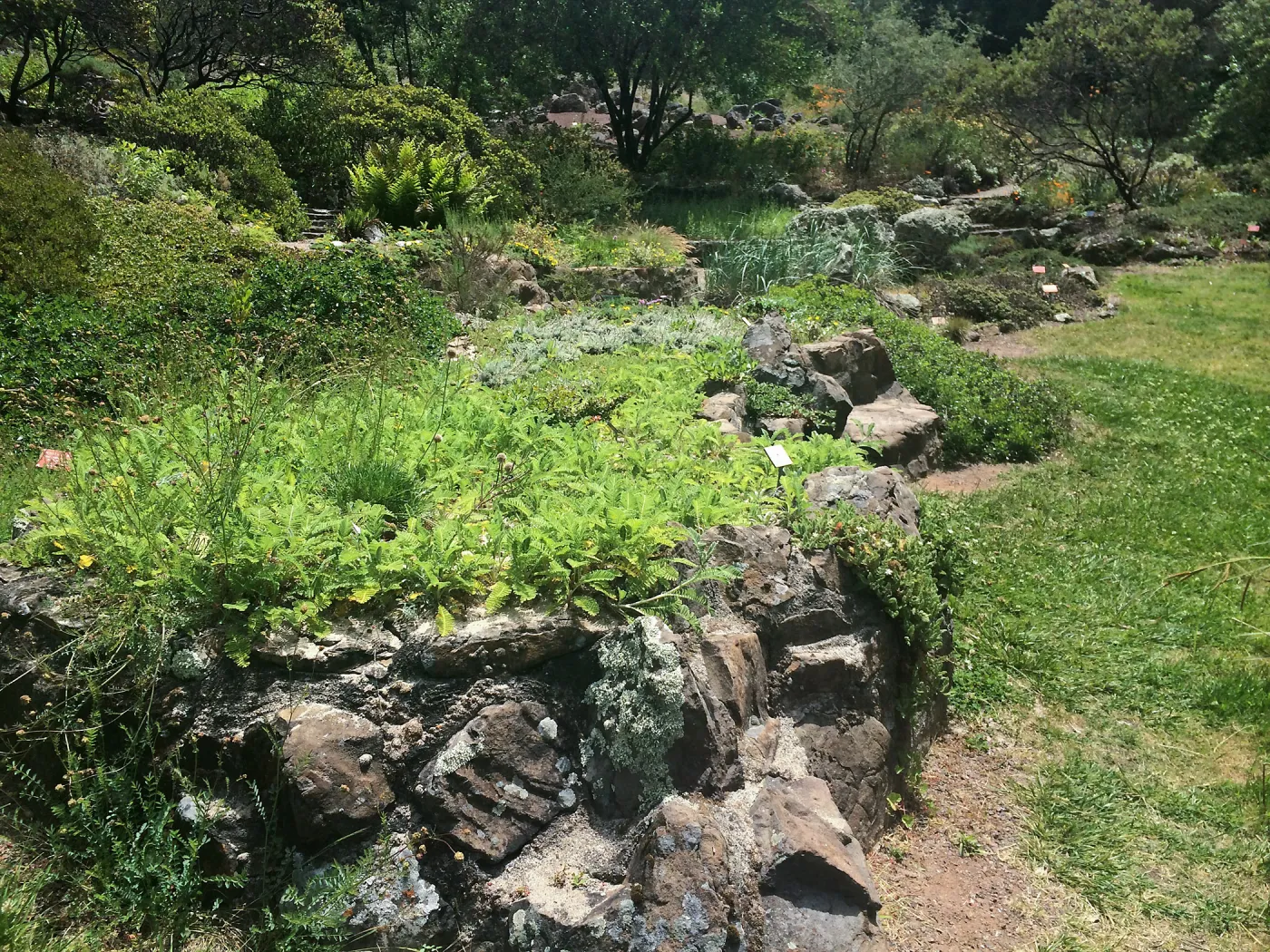 Raised sand bed at Tilden Regional Parks Botanic Garden