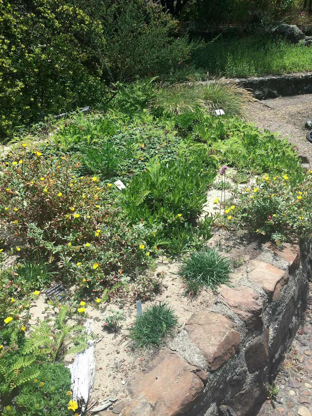 Raised sand bed at Tilden Regional Parks Botanic Garden
