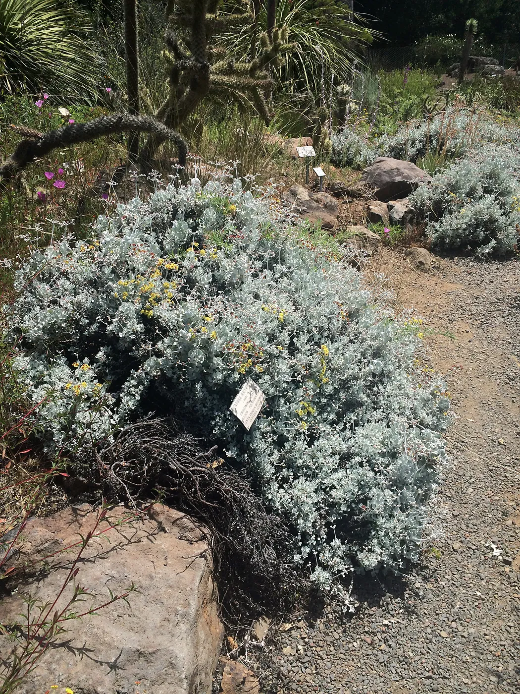 Eriogonum crocatum at Tilden Regional Parks Botanic Garden