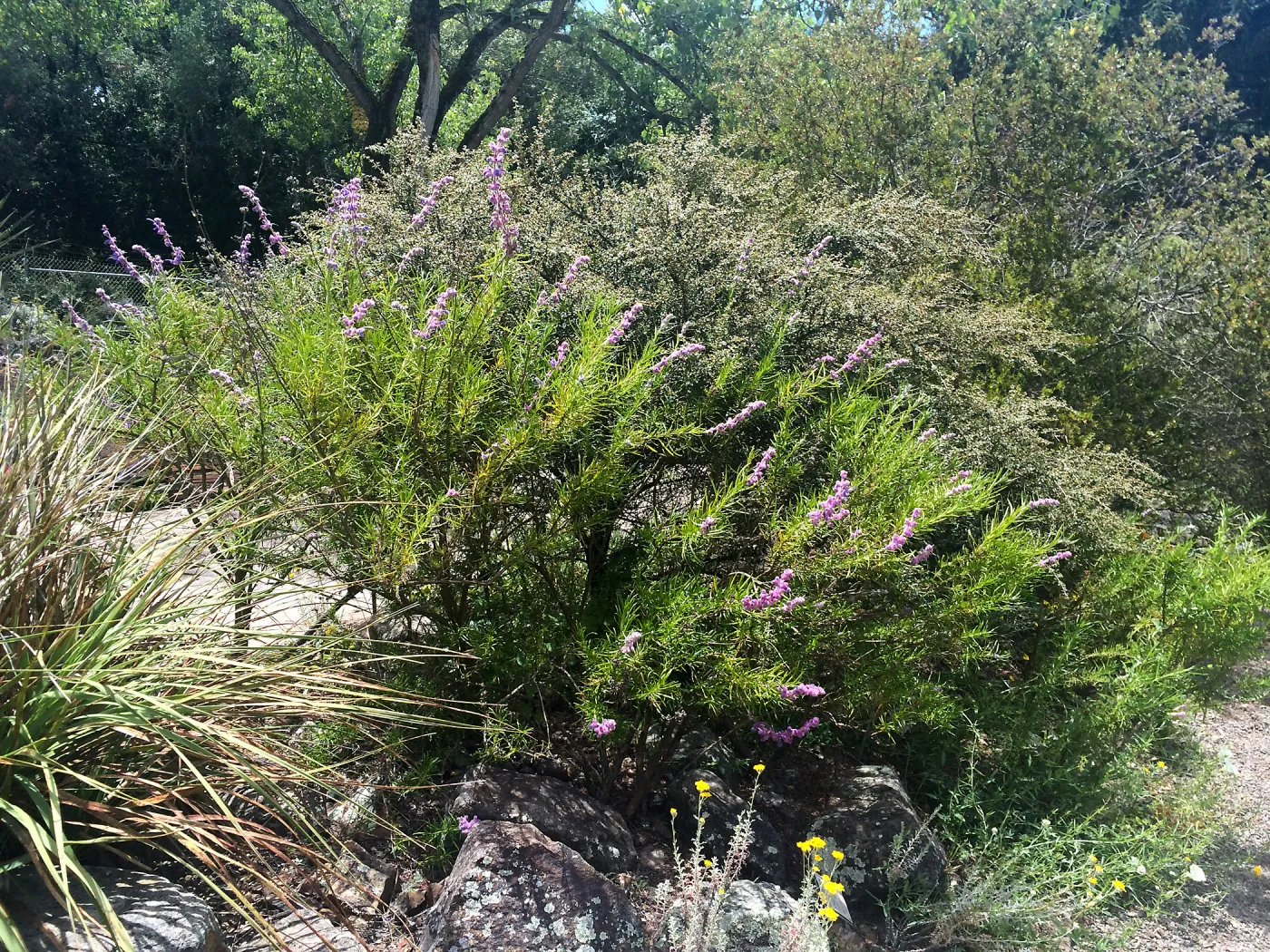 Trichostema lanatum at Tilden Regional Parks Botanic Garden