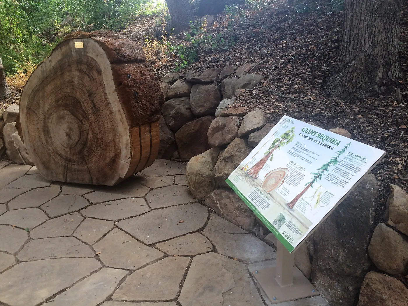 Redwood round, giant sequoia, exhibit and sign