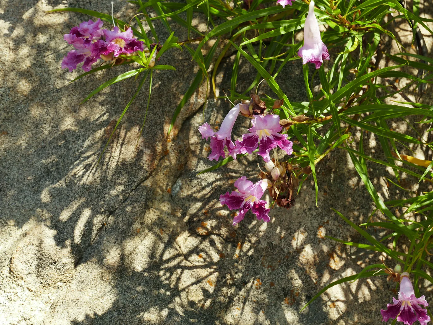 Desert Willow