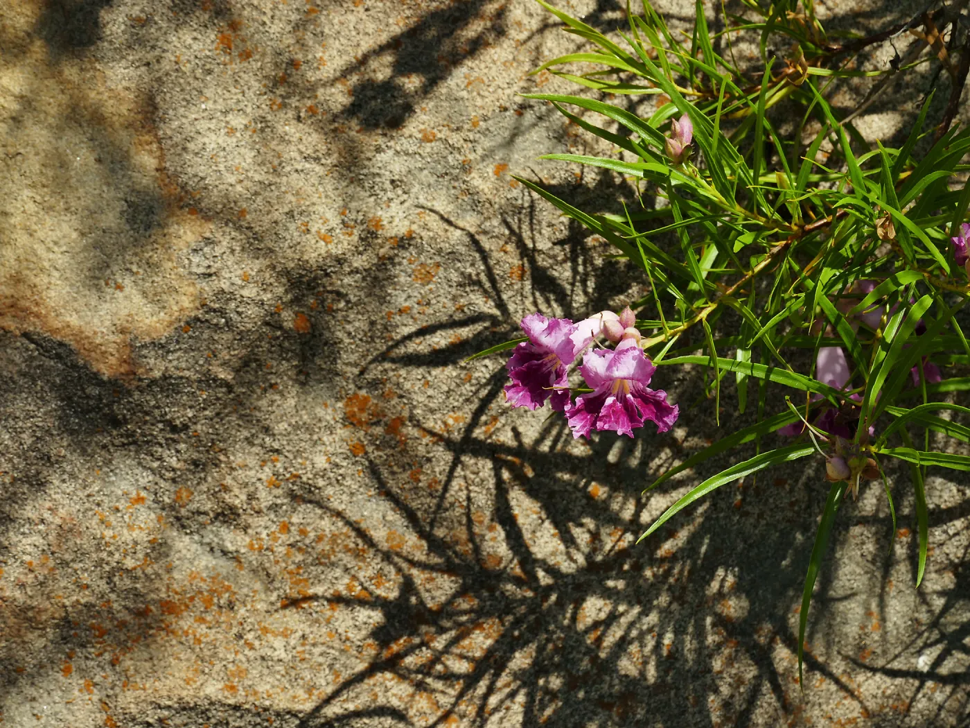 Desert Willow